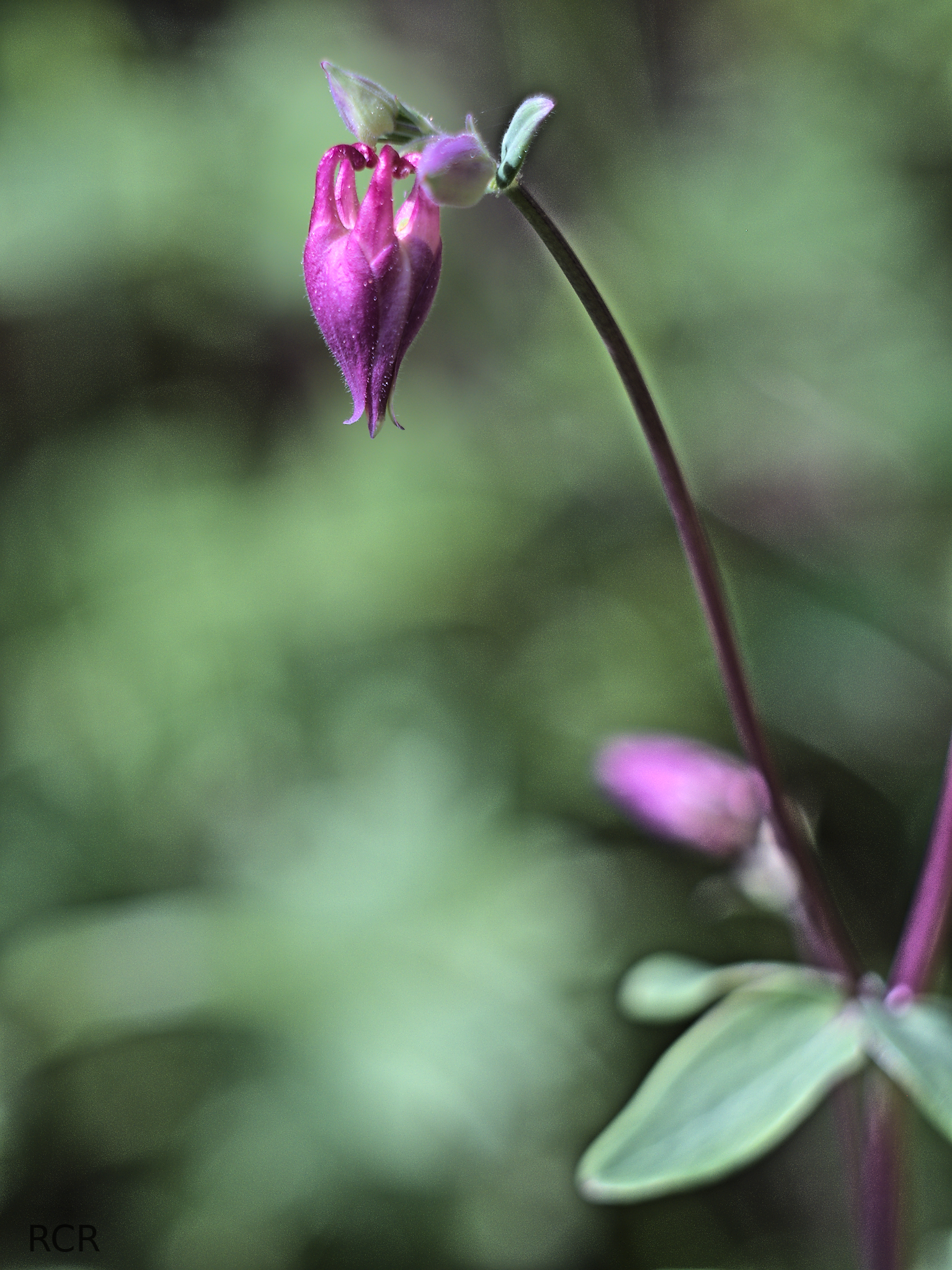 wild alpine flower