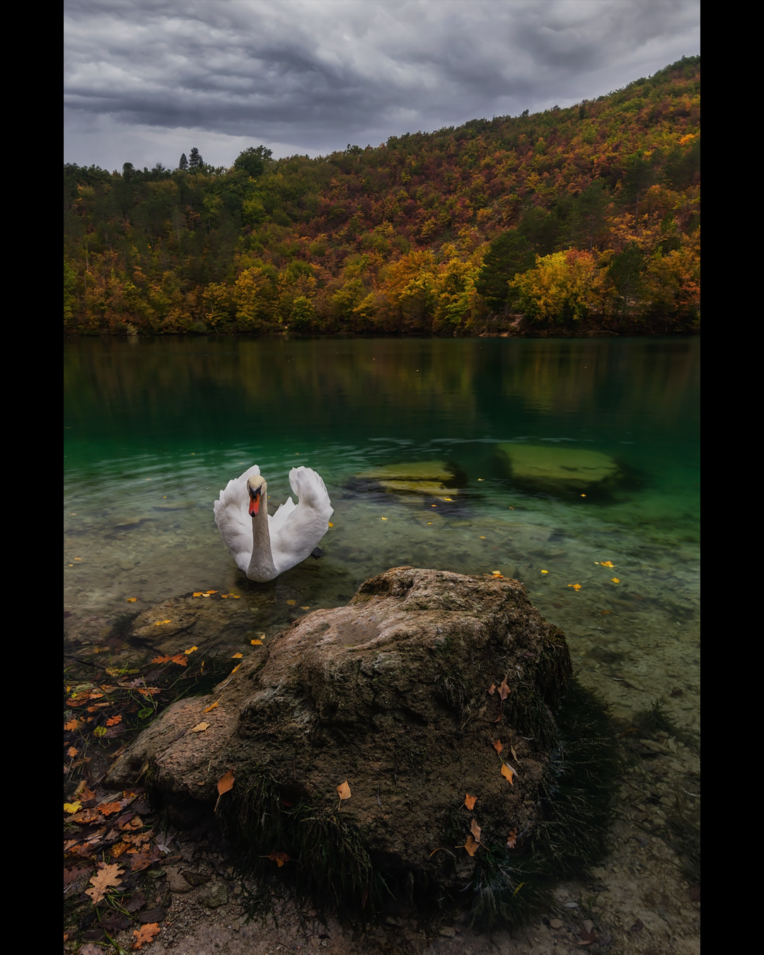 Cigno al lago di boccafornace
