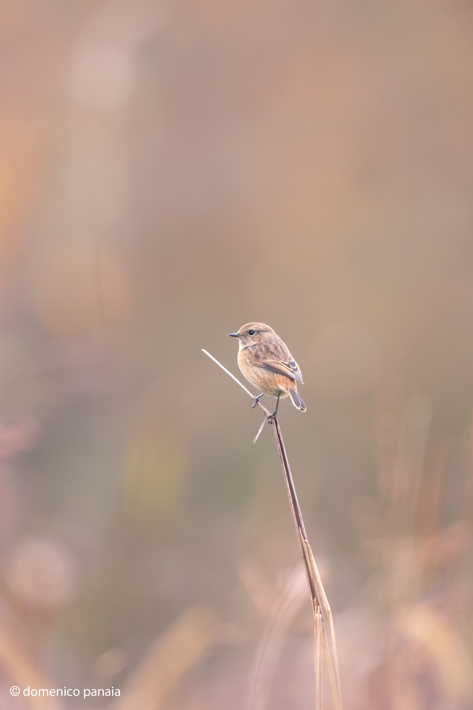 un miraggio (saltimpalo)