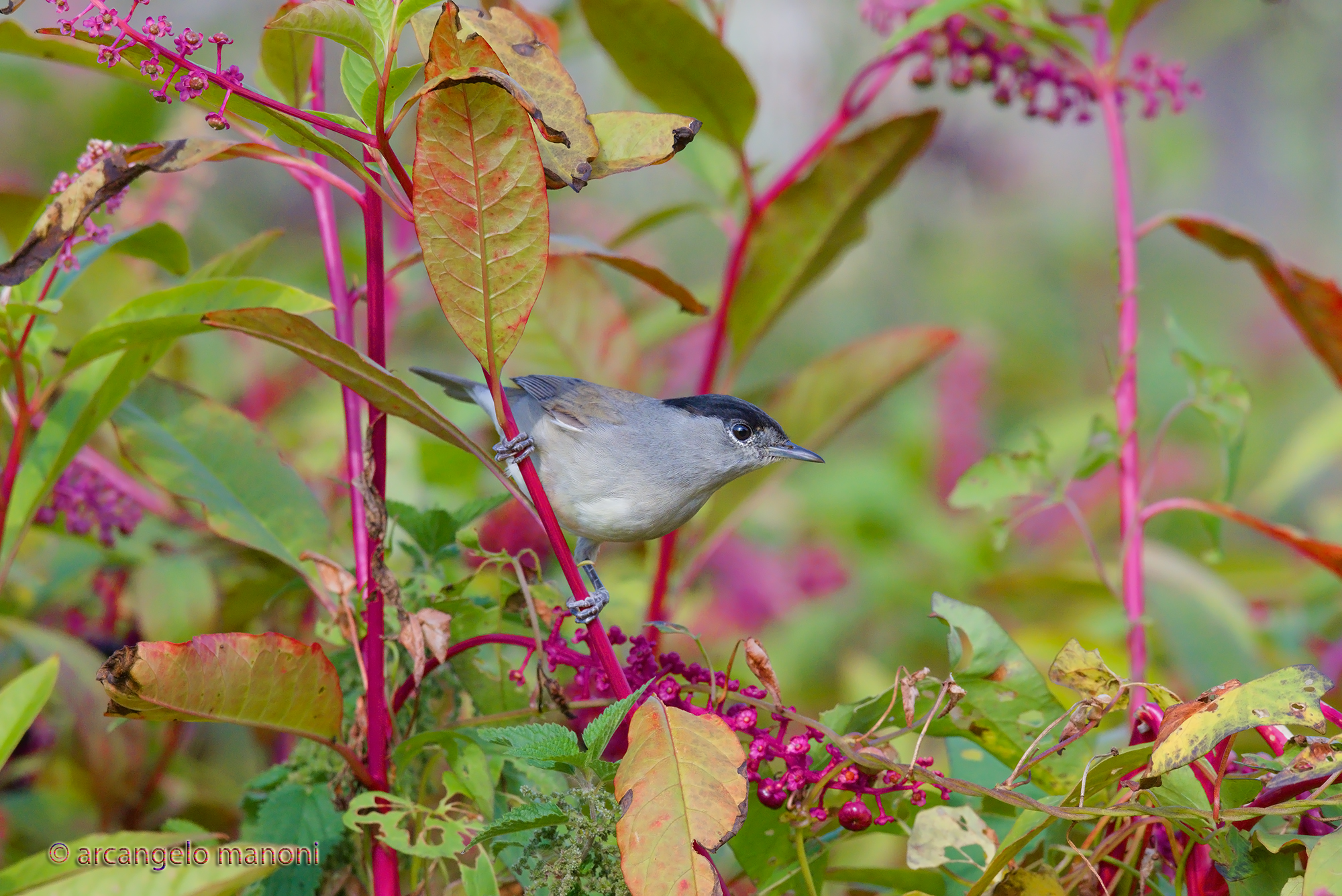 Capinera in the middle of the phytoolacca
