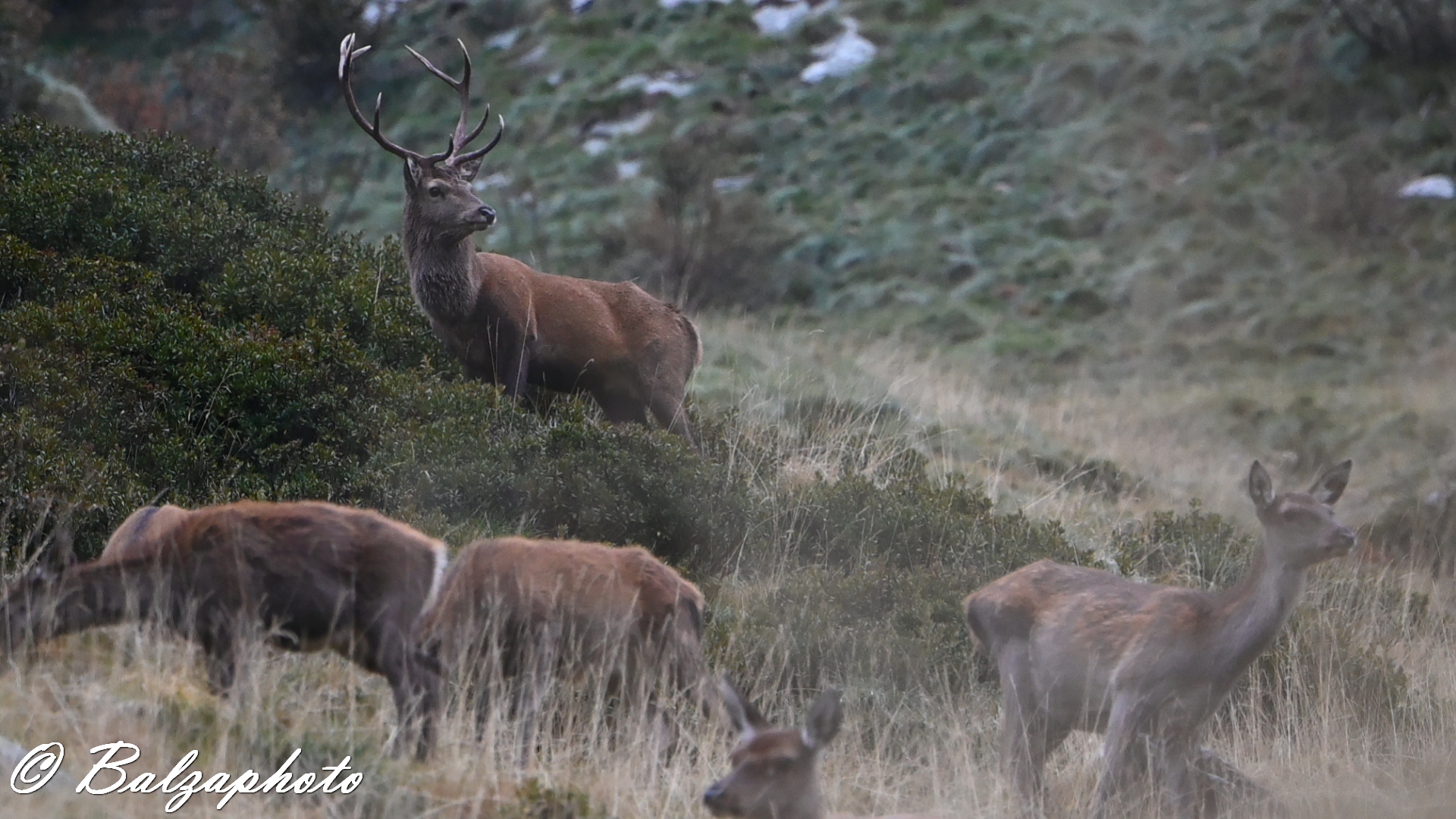 Male deer with group of females and young