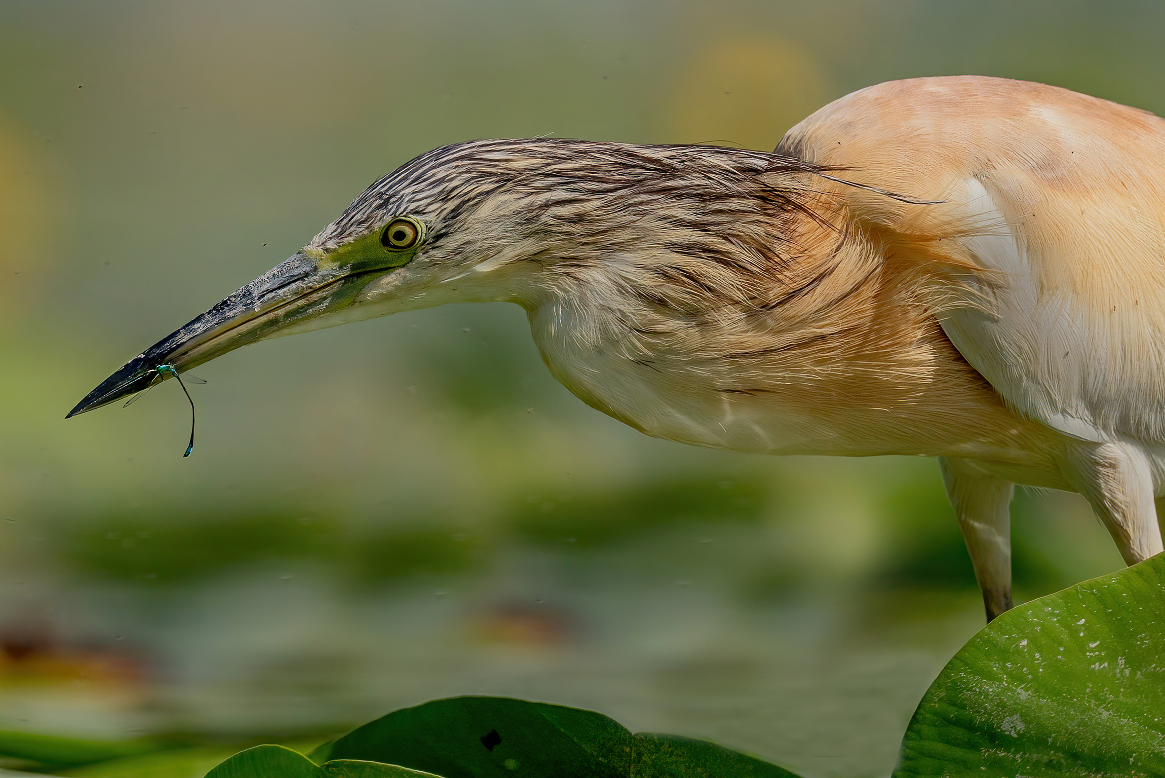 La Libellula e la Sgarza