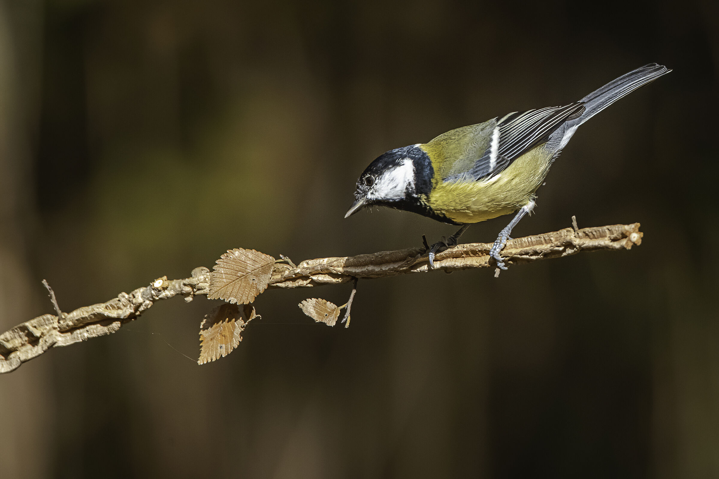 la cincia e la foglia