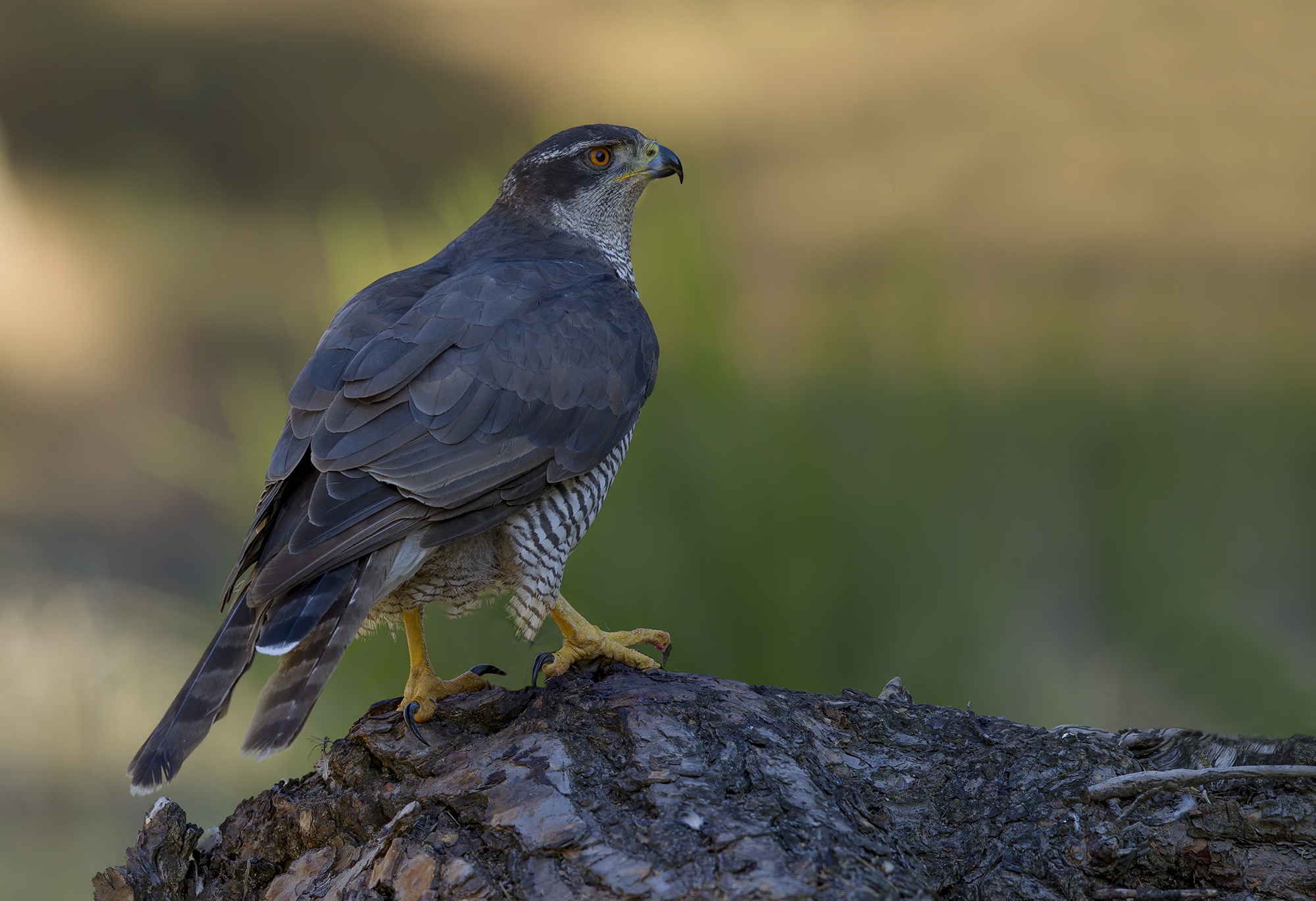 tramonto nel bosco, astore