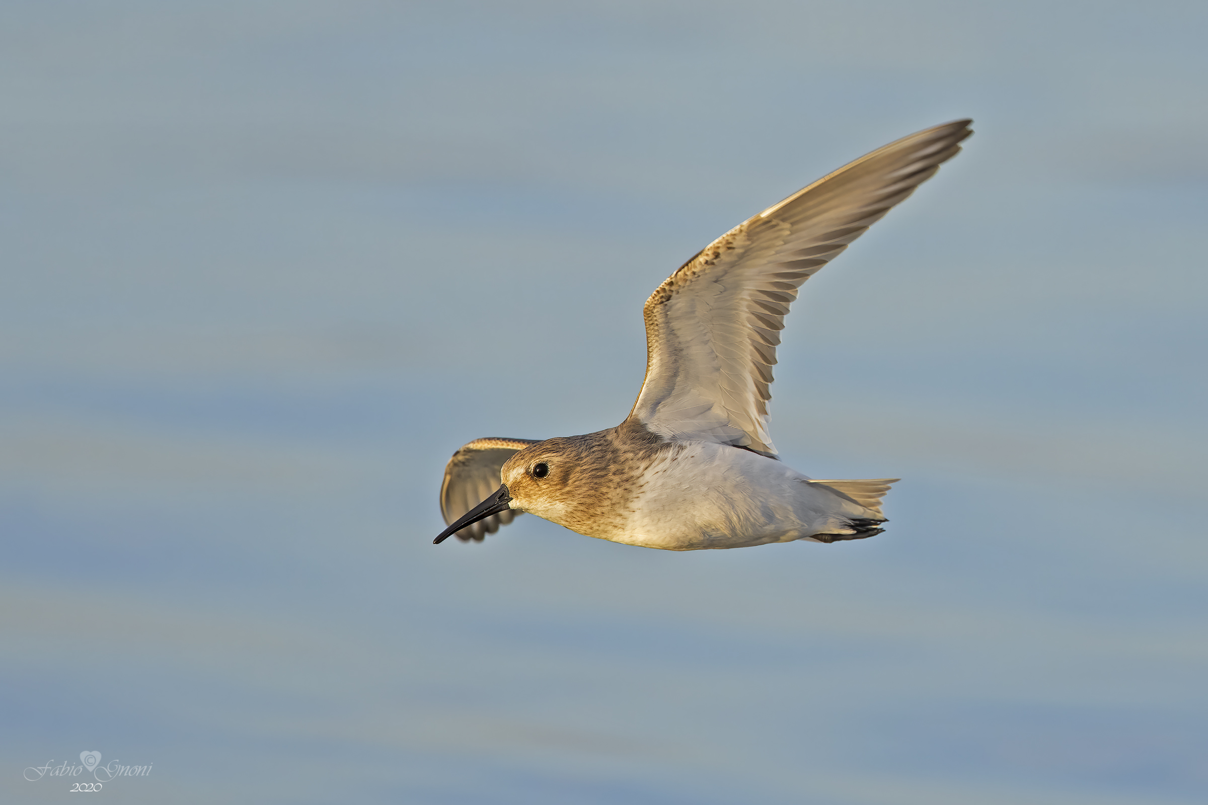 Black belly rain test R5