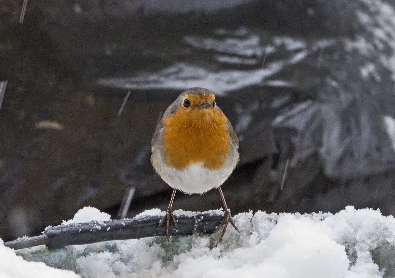 Robin curious