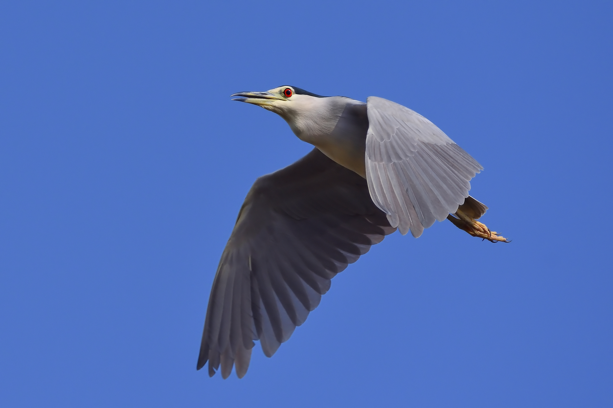 Nitticora Municipality