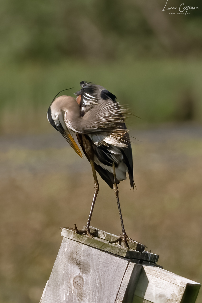 Great Blue Heron as Ardea herodias