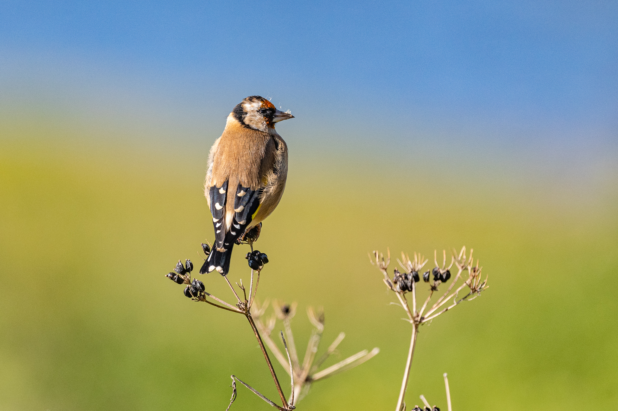 Il Goldfinch europeo