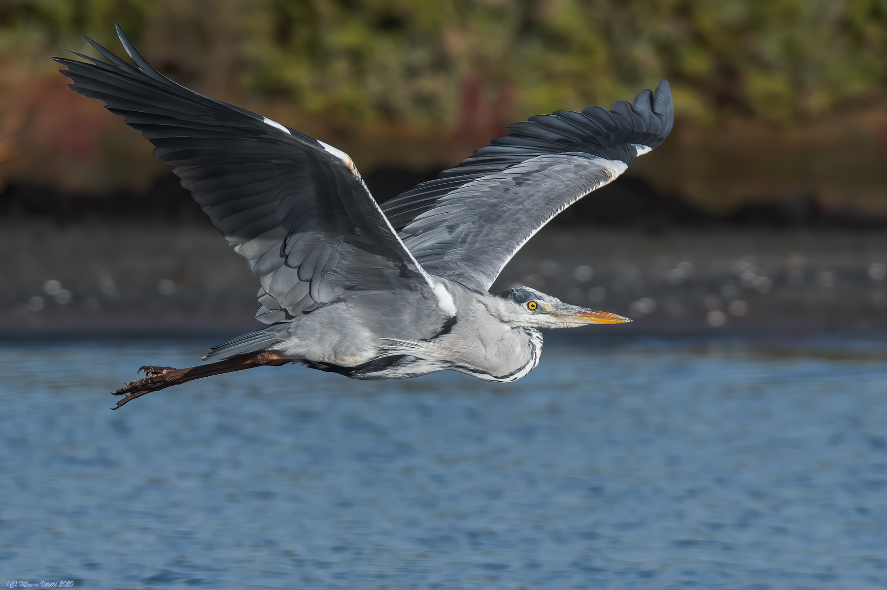 Heron Cenerino (Ardea Cinerea)
