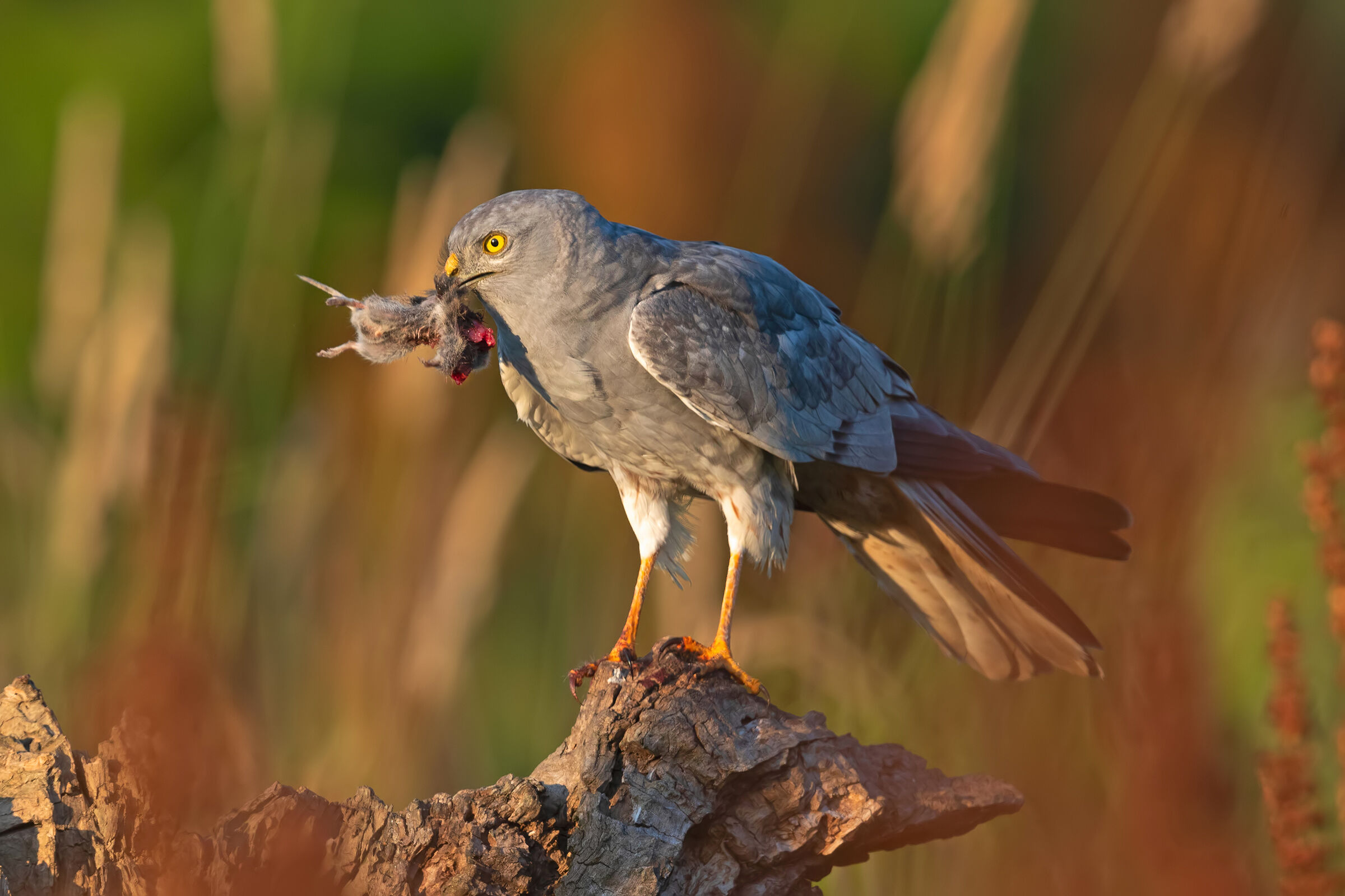 Albanella Minore maschio con la sua preda