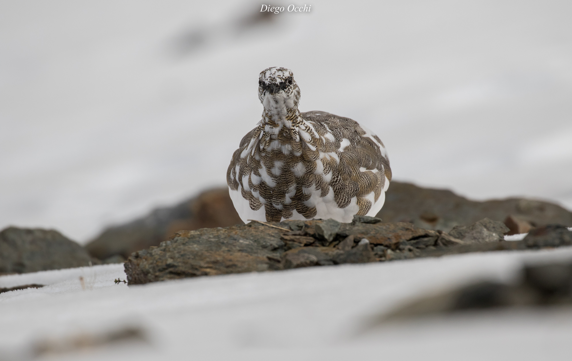 Lo sguardo "severo" della pernice