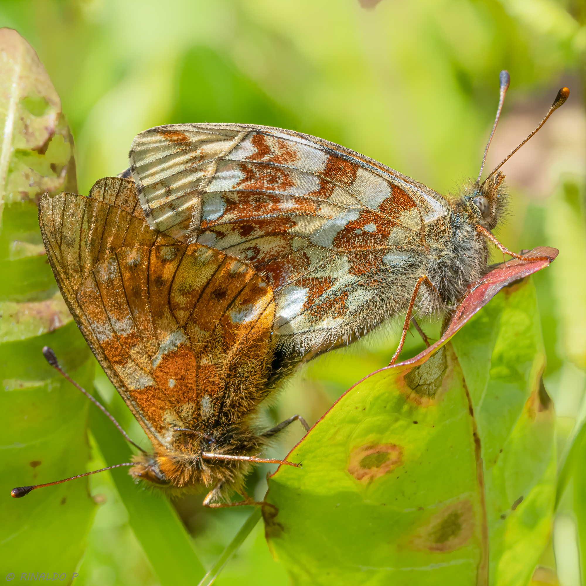 Boloria napaea