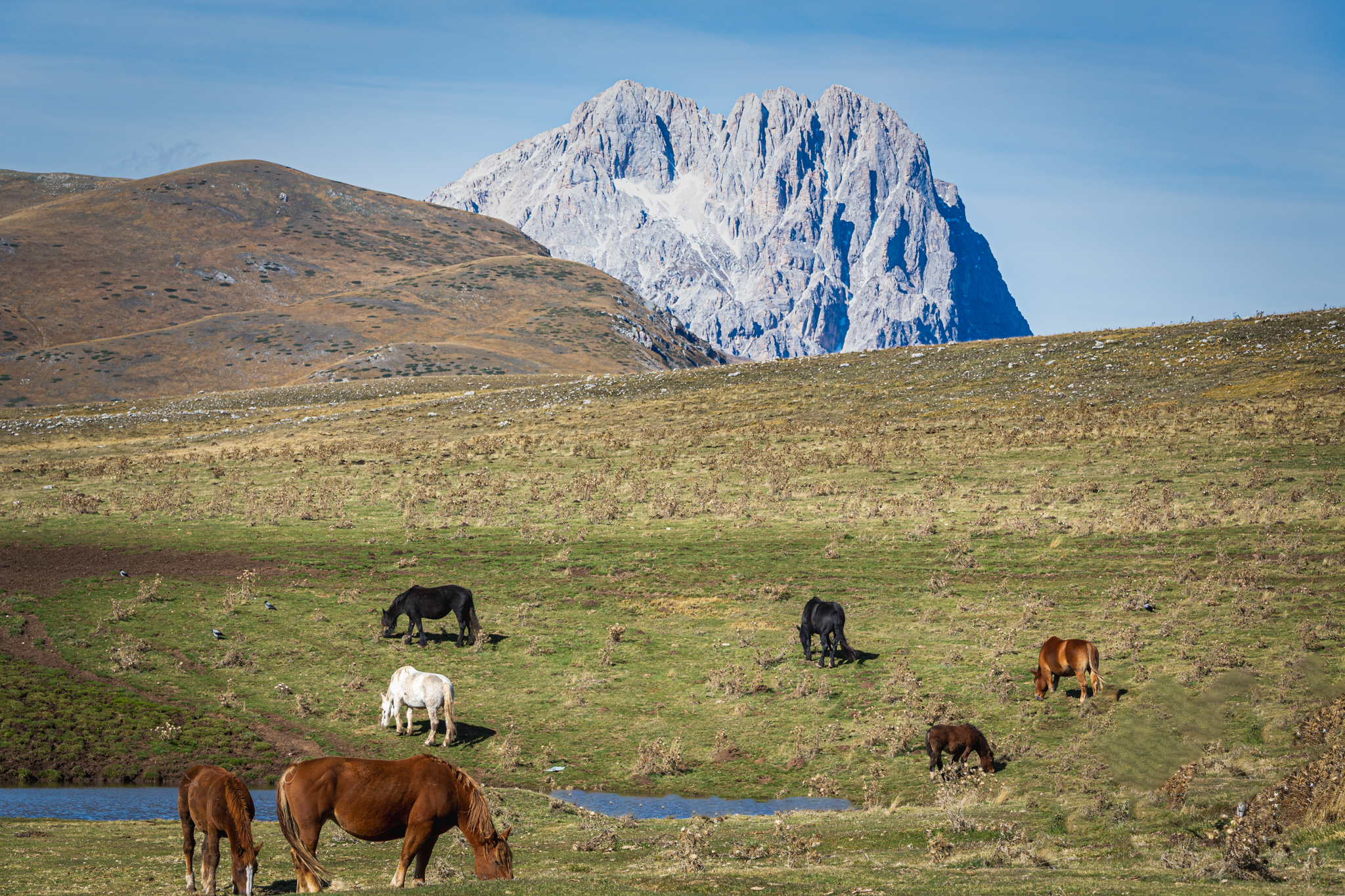 Cavalli al pascolo , al cospetto del Gran Sasso.