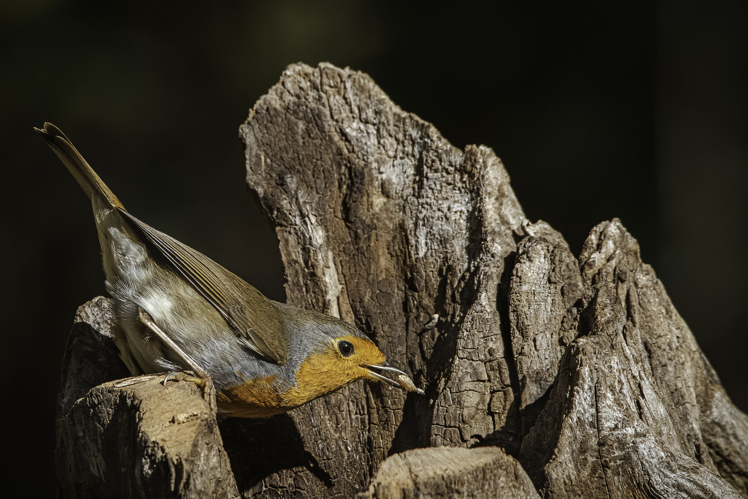 Il pettirosso goloso