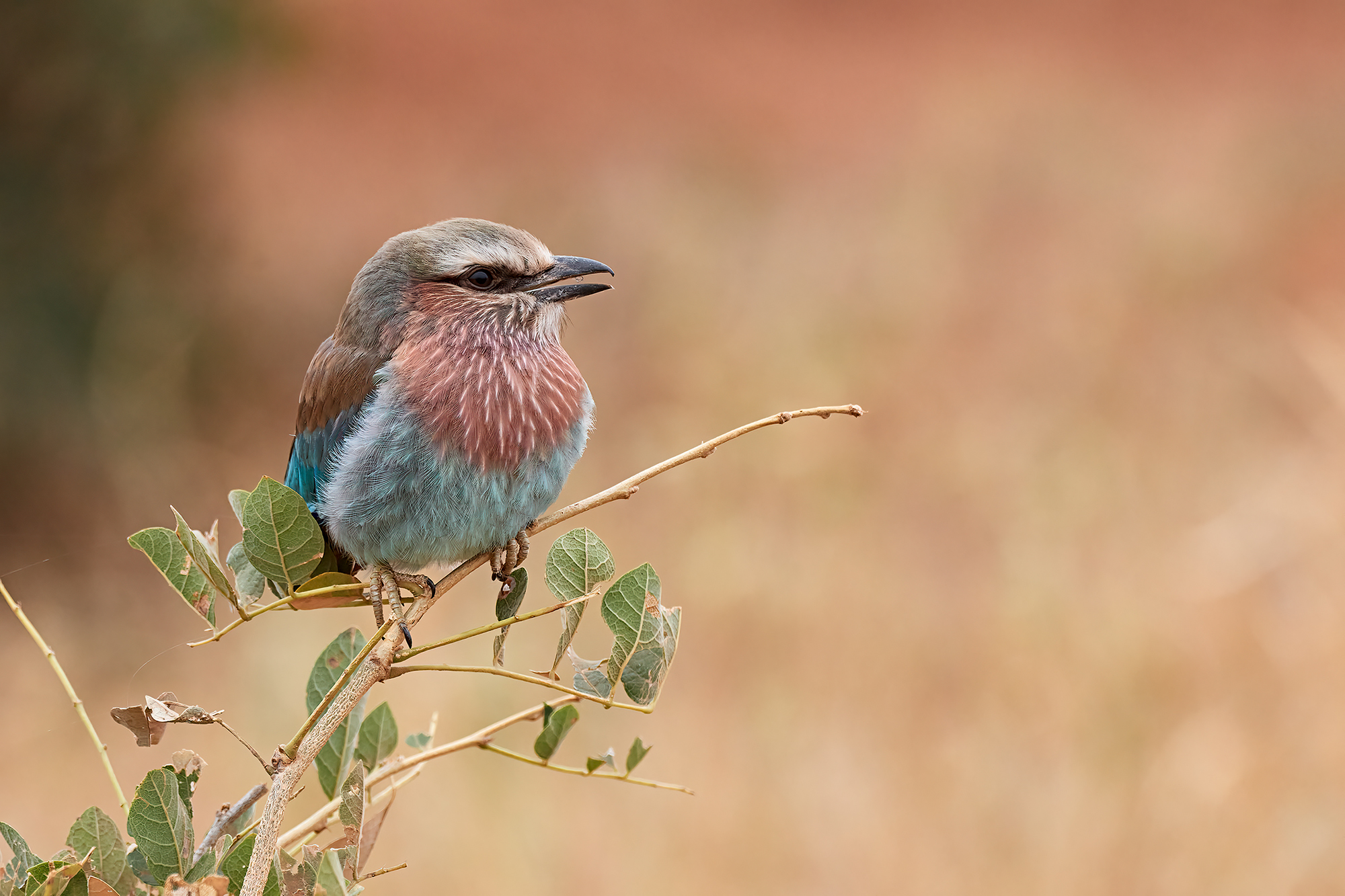 Ghiandaia marina pettolilla
