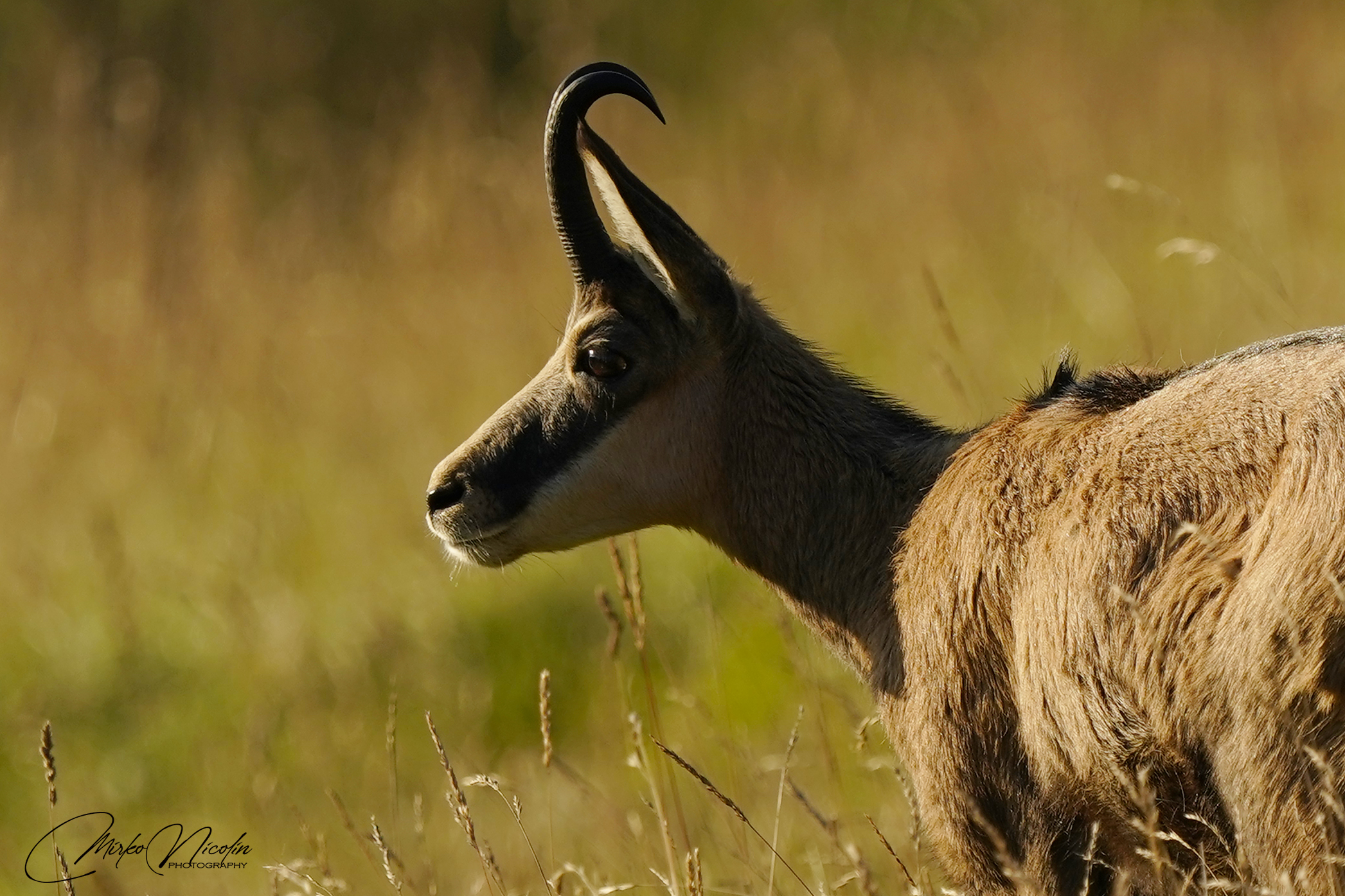 In the early hours of the morning..