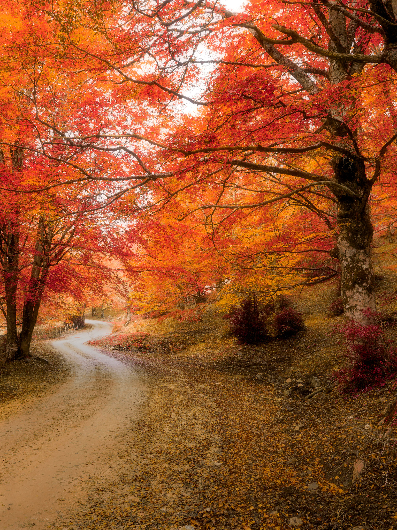 The colors of Autumn