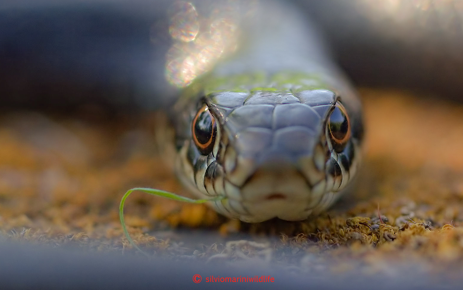 Biacco (Hierophis viridiflavus)