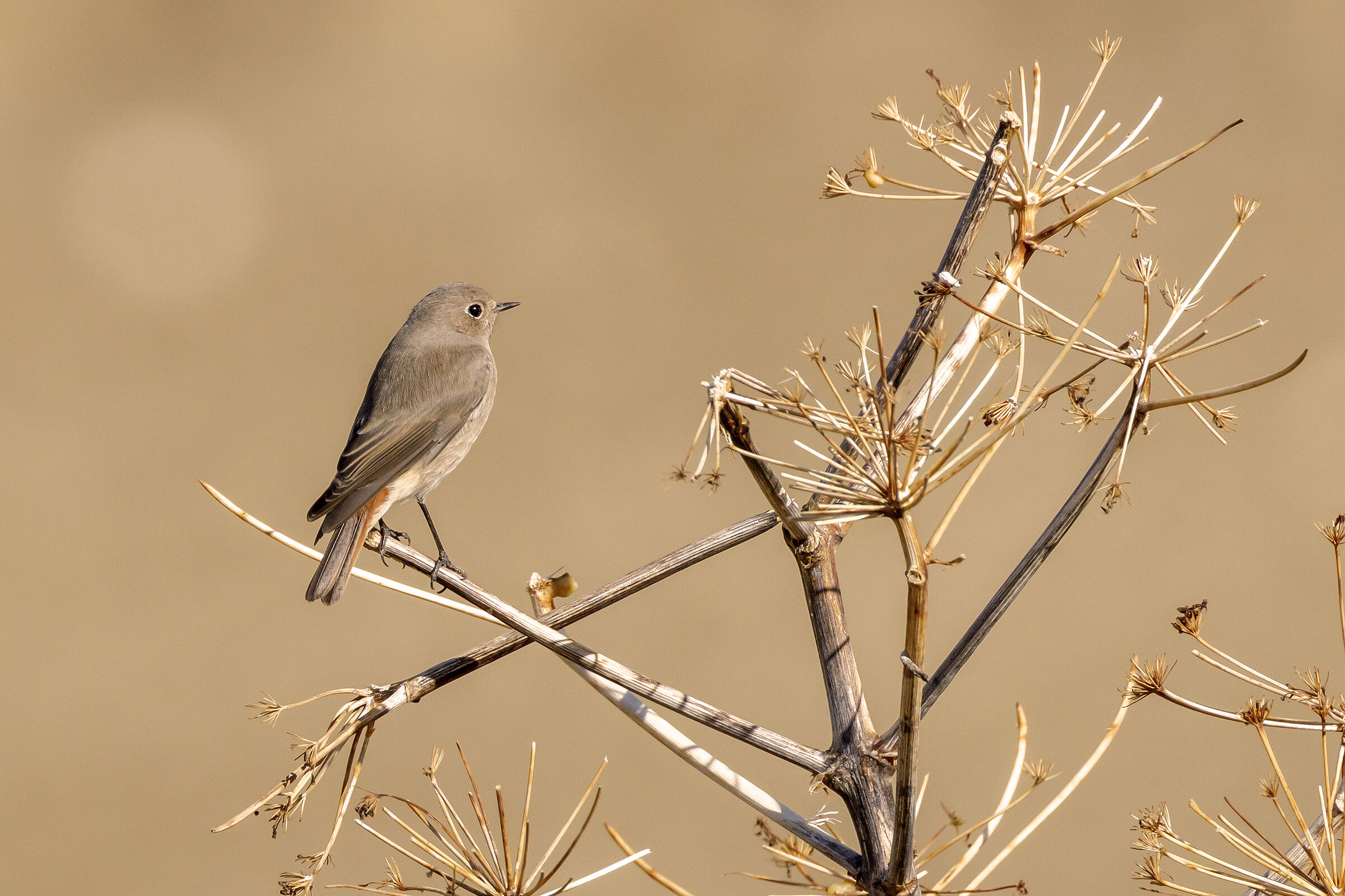 Codirosso Municipality