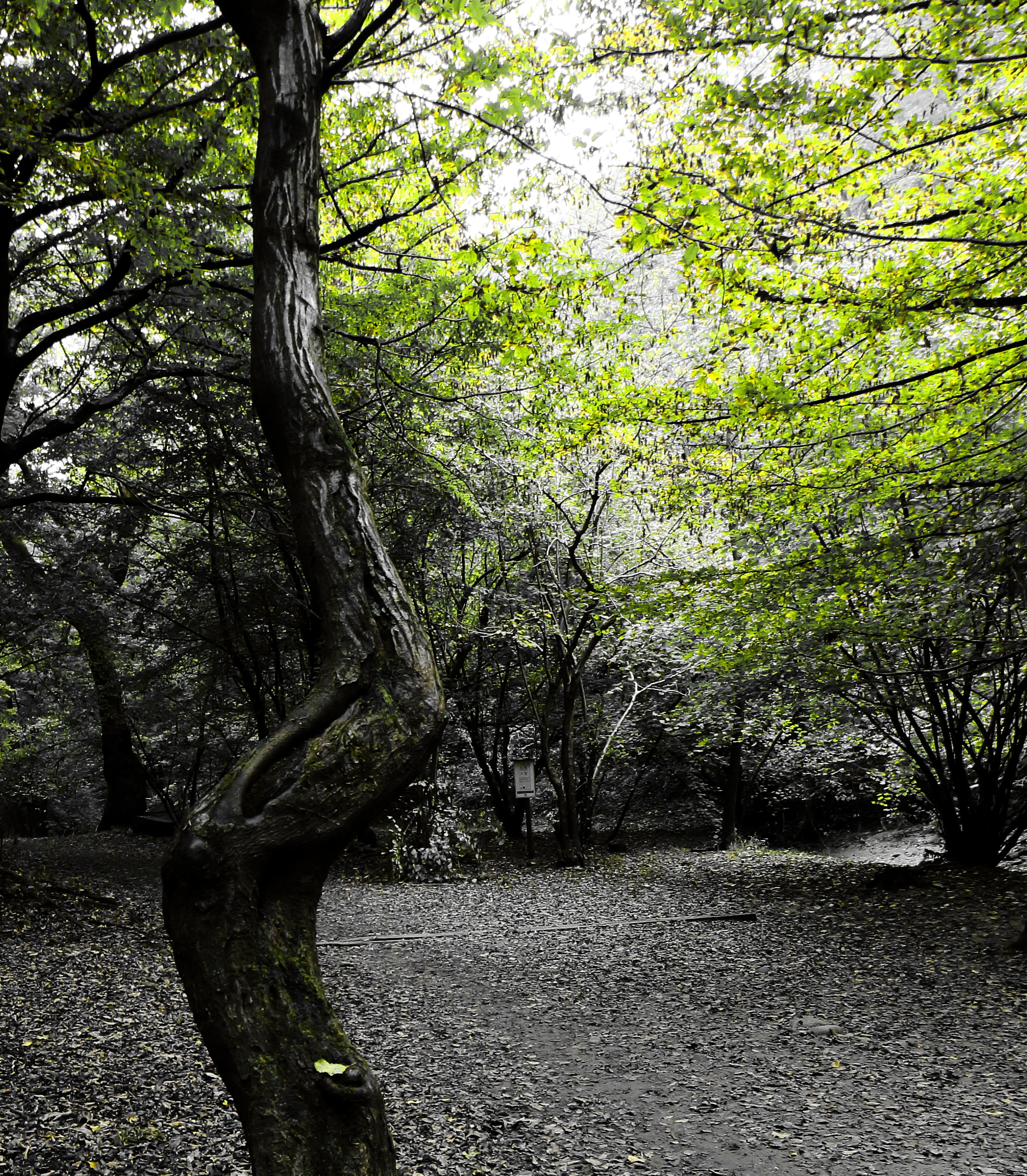 morning in the woods 3