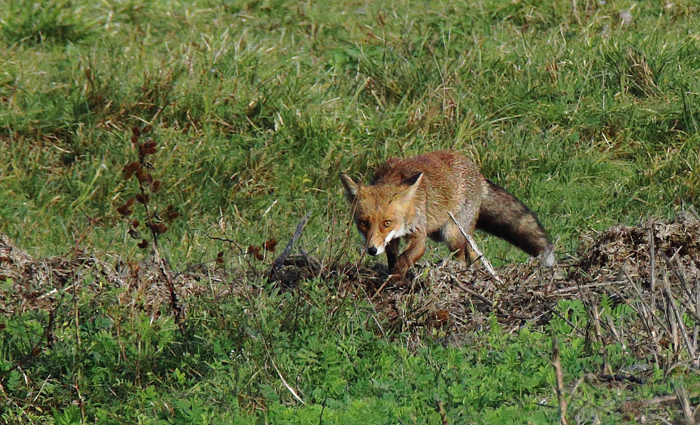 volpe in perlustrazione
