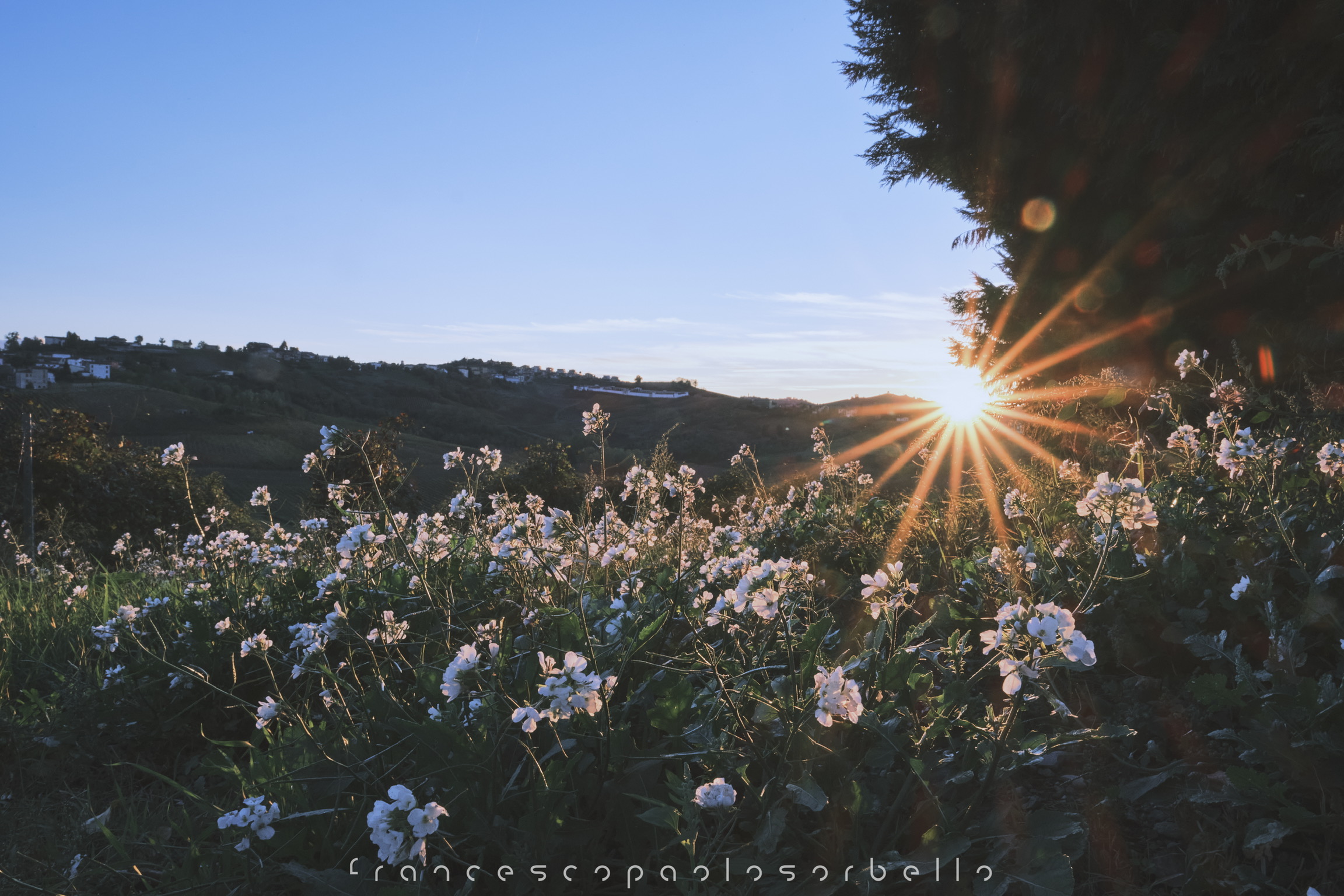 Sunset and flowers