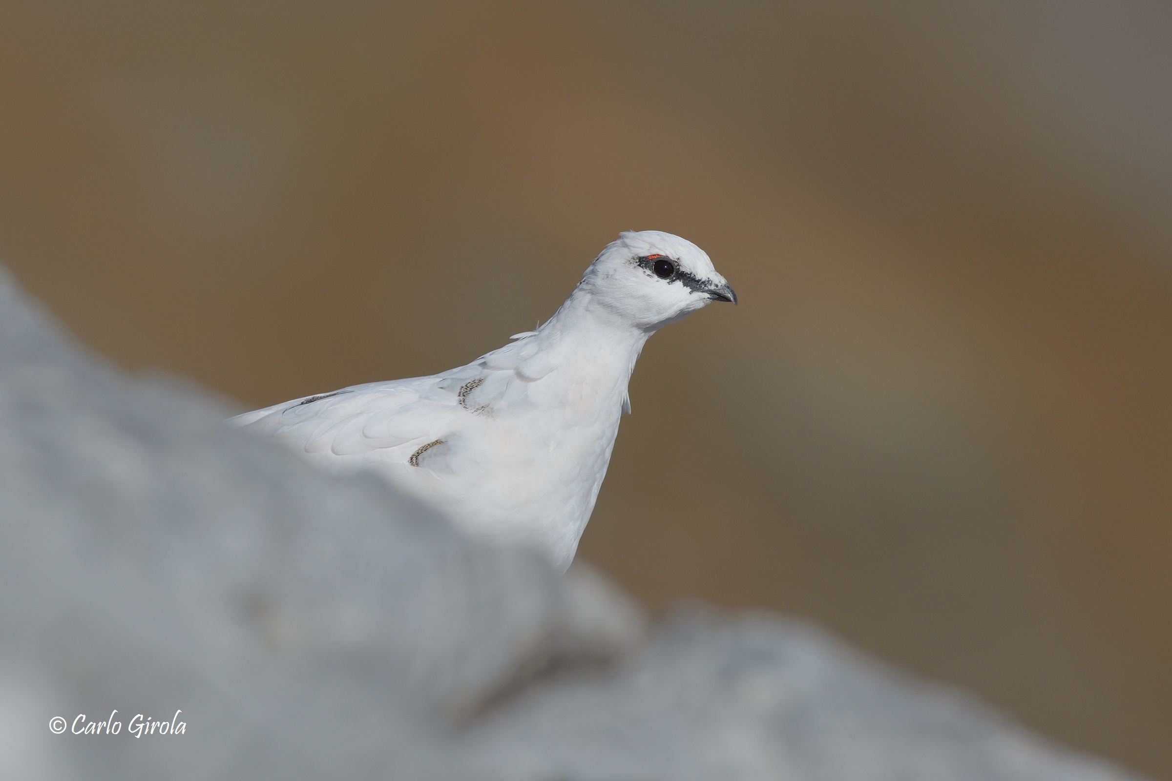White Partridge (Lagopus muta)