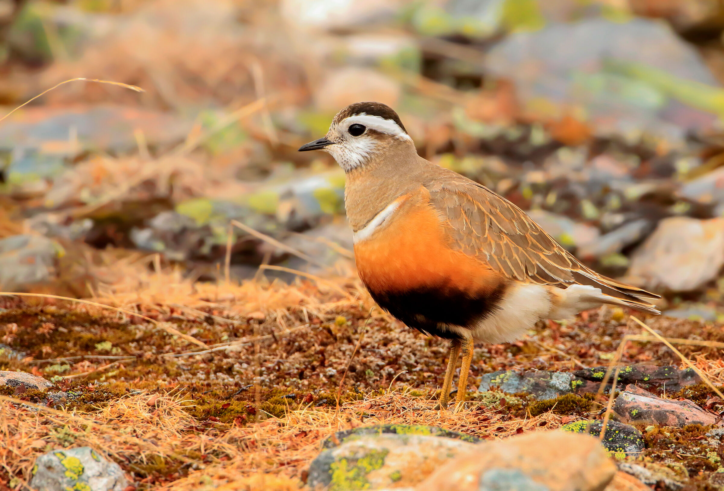 piviere tortolino in livrea nuziale