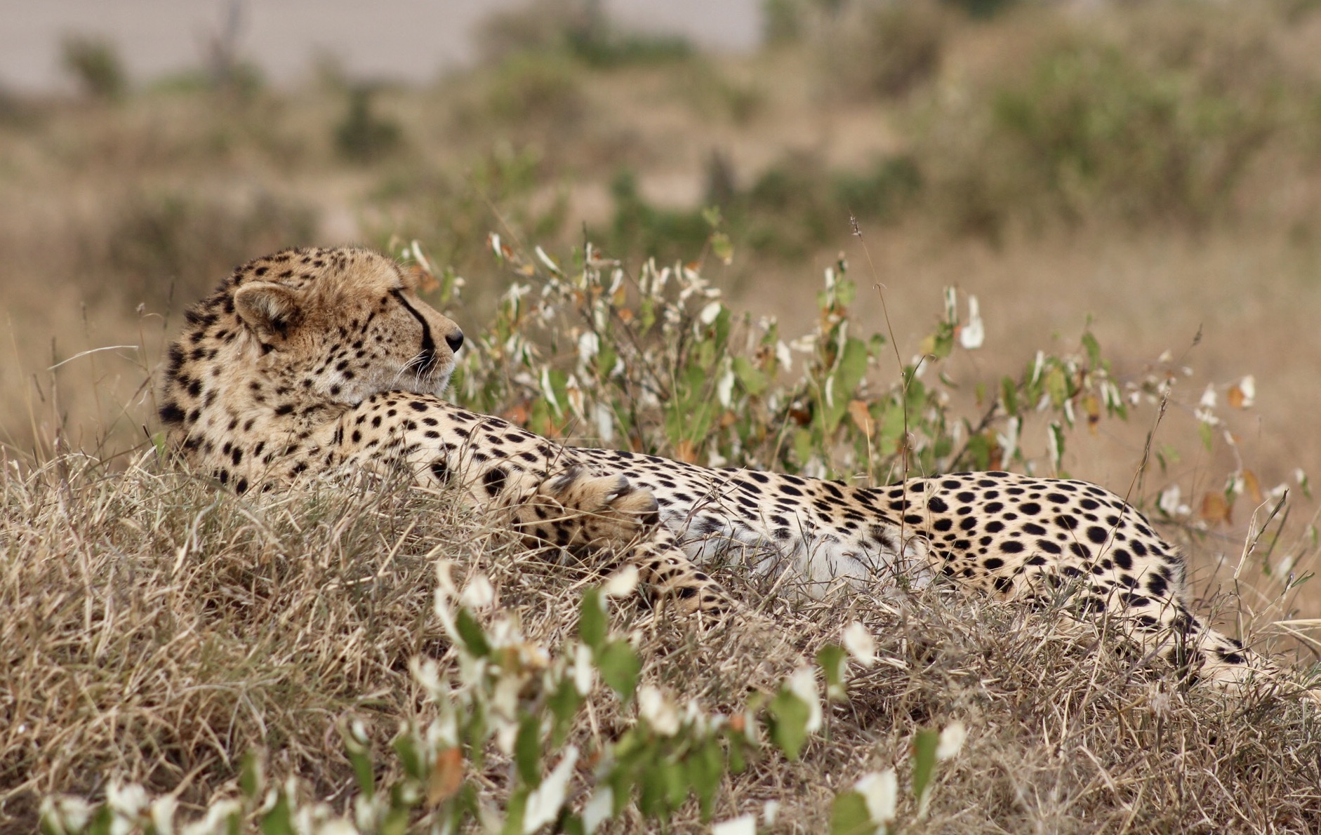 Ghepardo in allerta