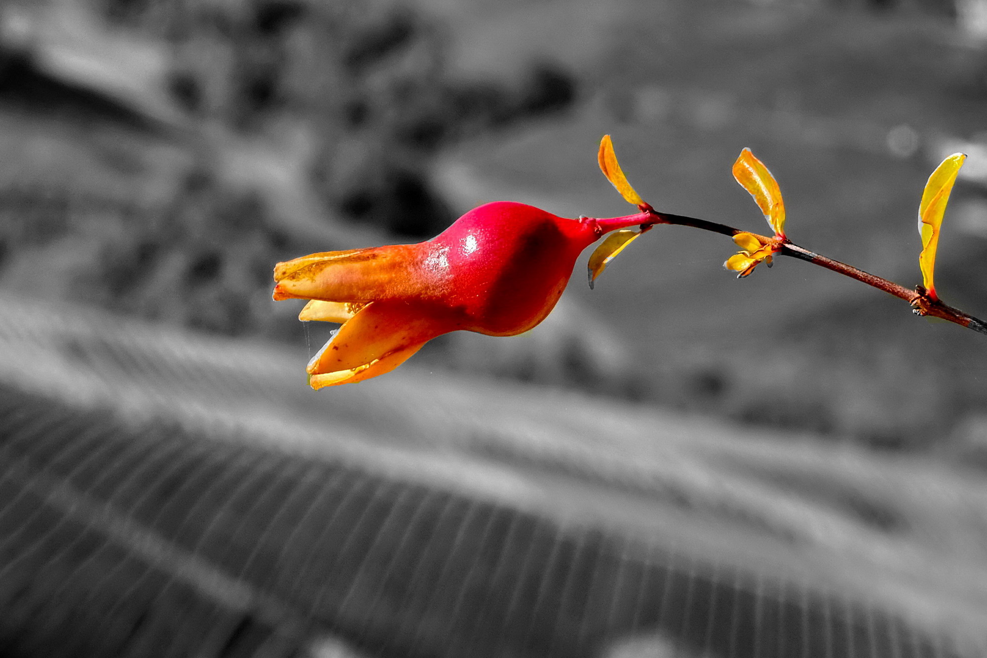 un melograno osserva i vigneti delle langhe