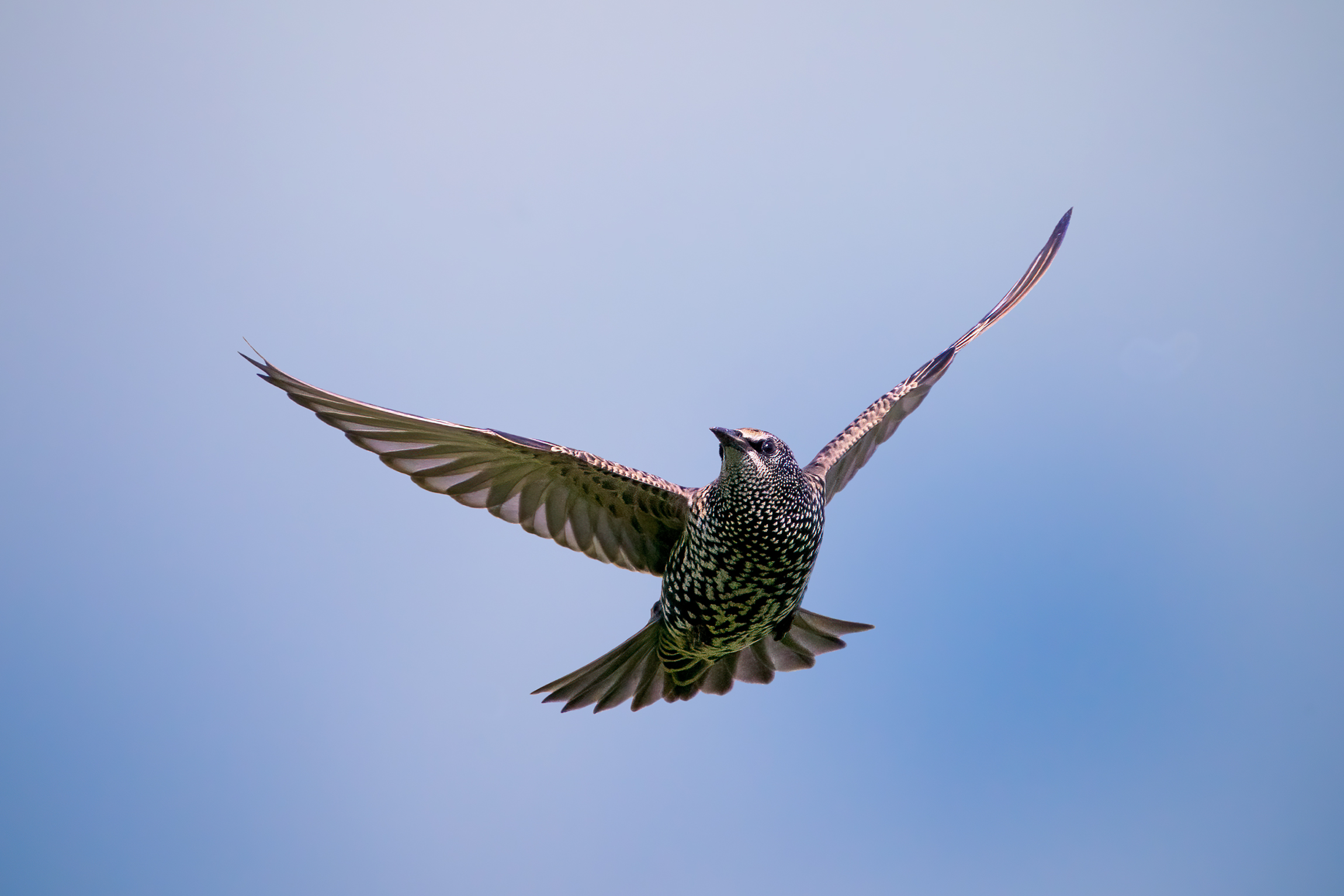 Starling in search of flying ants