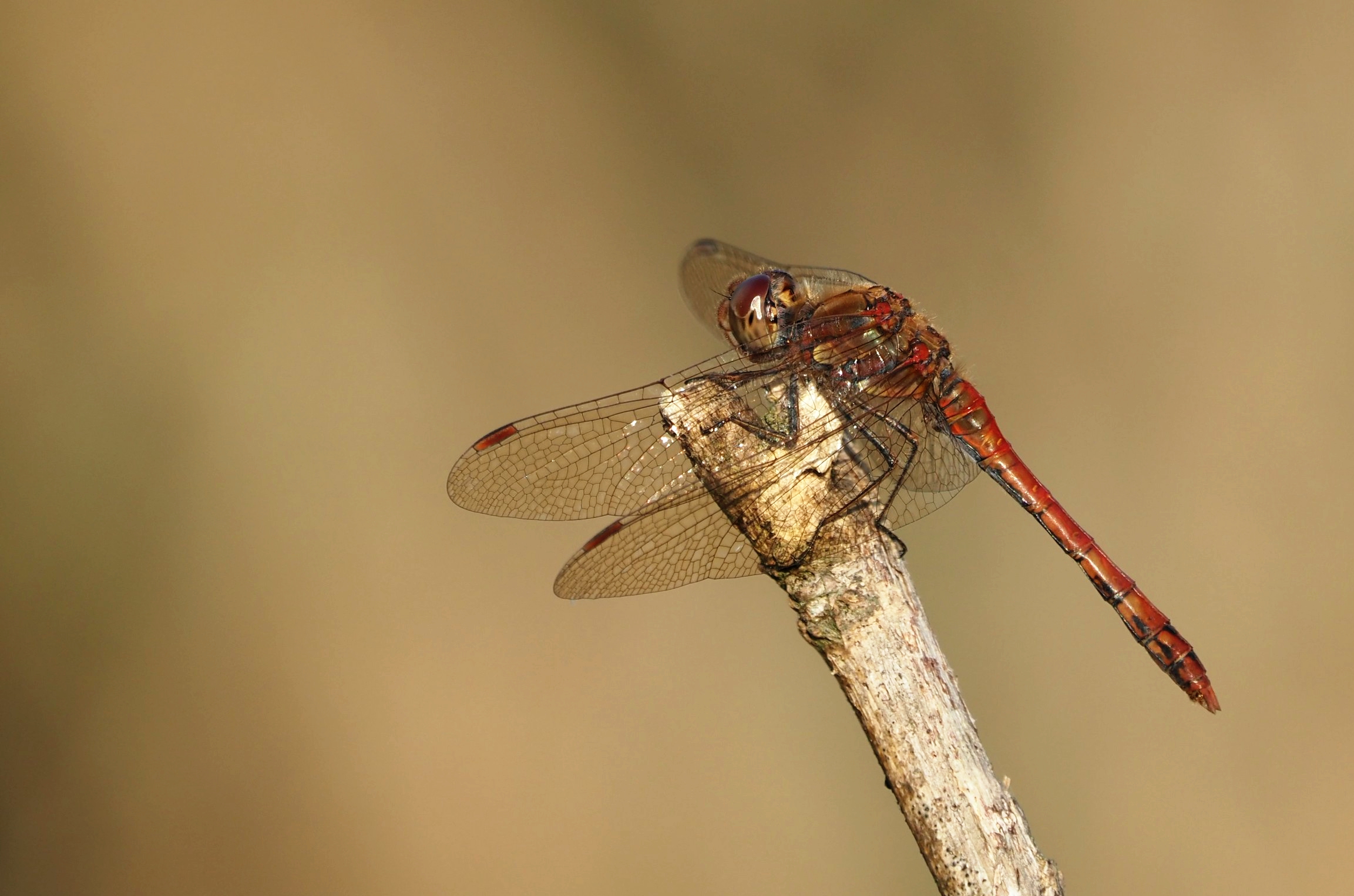 Libellula d'autunno