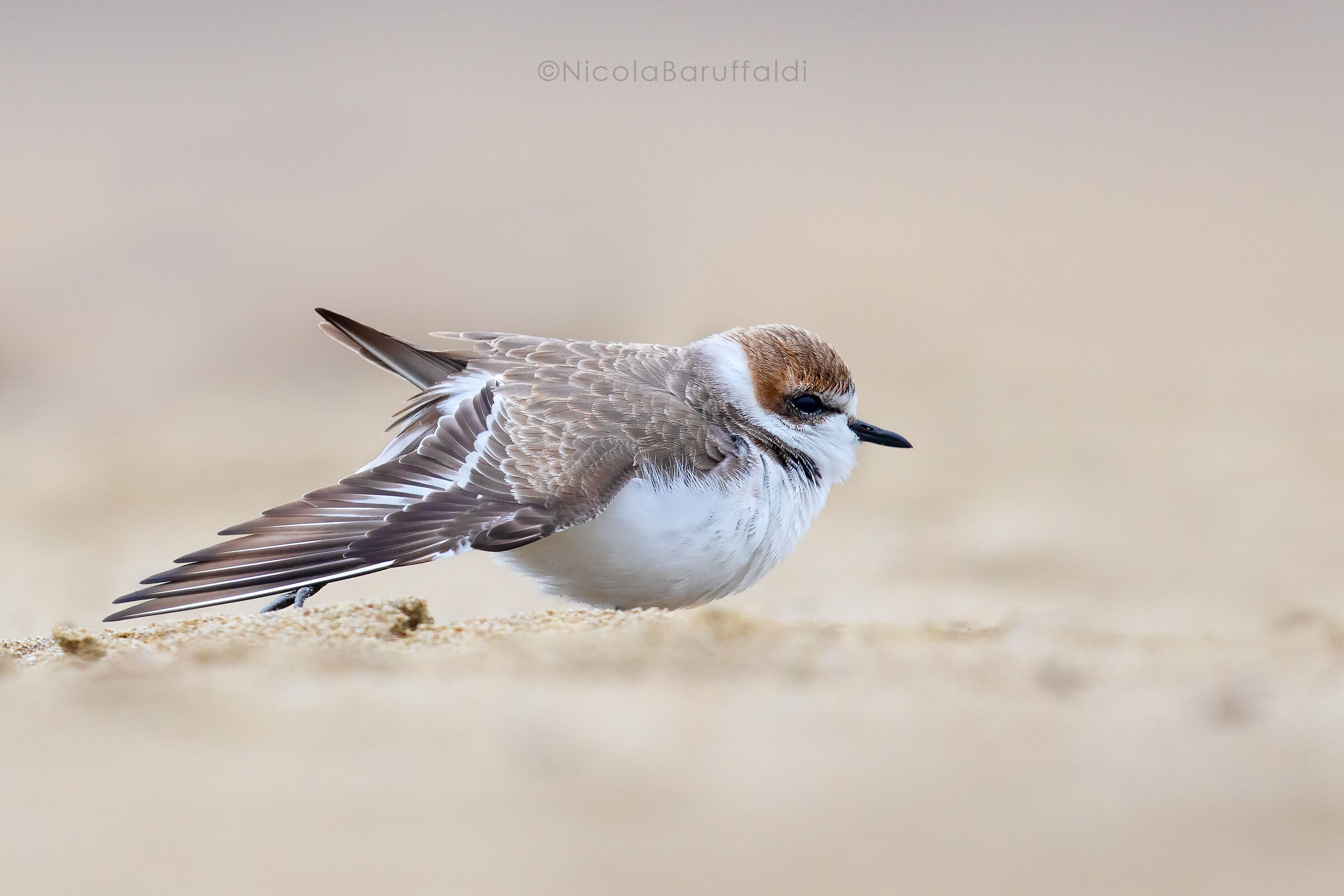 The stretching of the friar