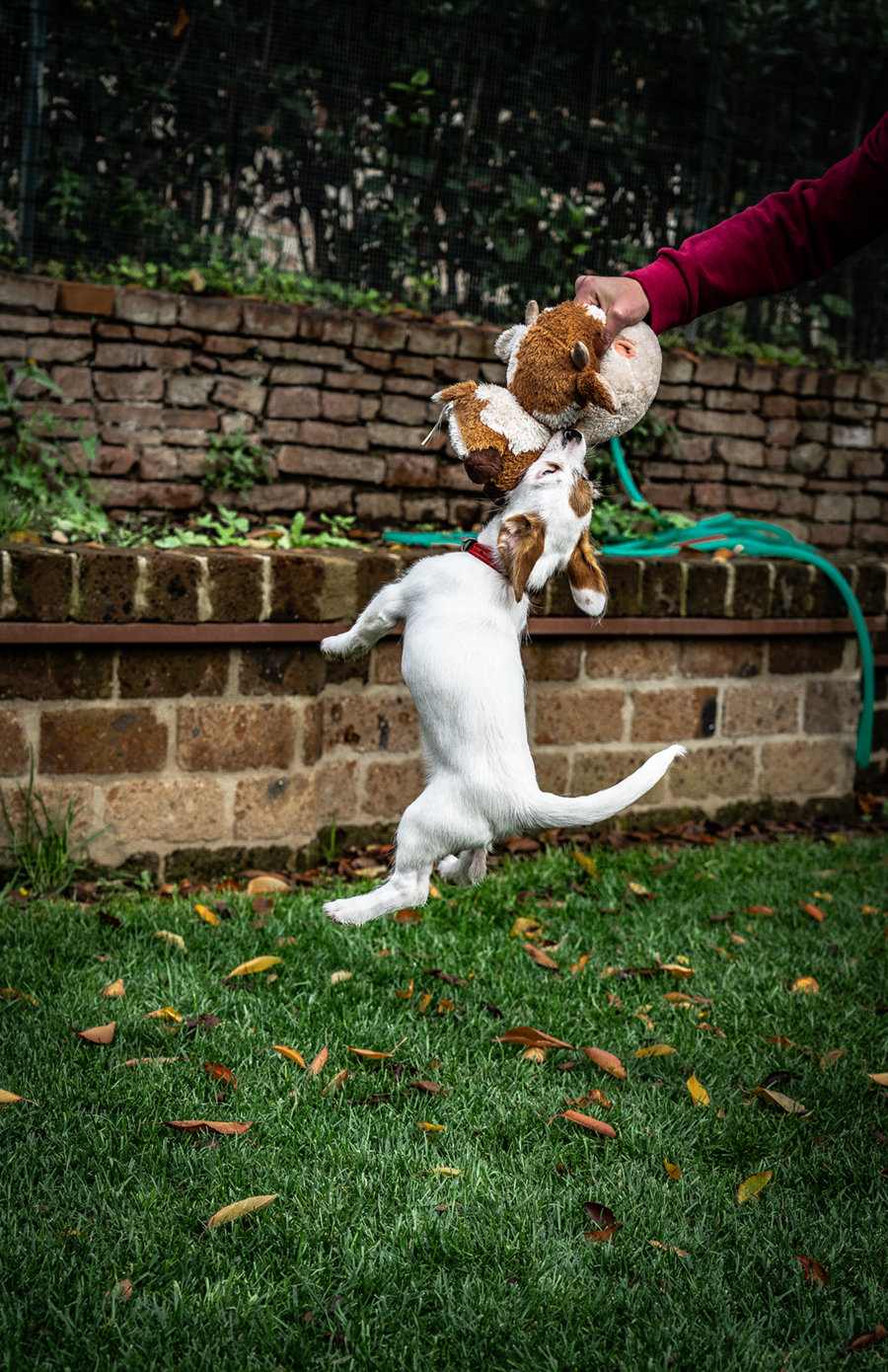 She's a little girl, but she's got a beastly physique.