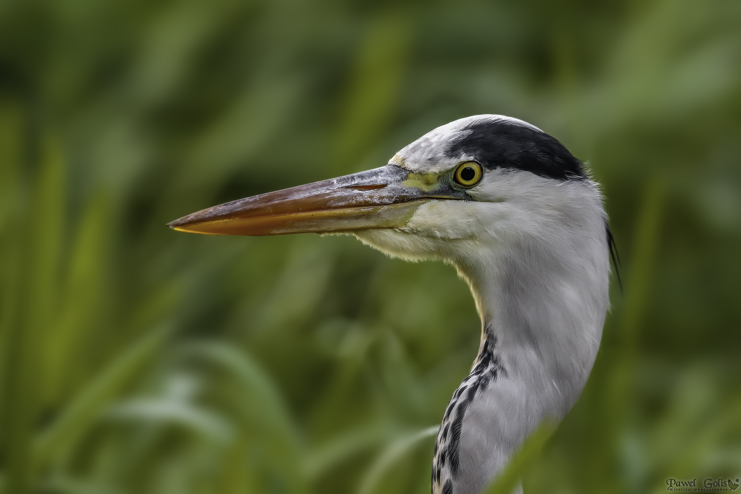 Heron grigio (Ardea cinerea)