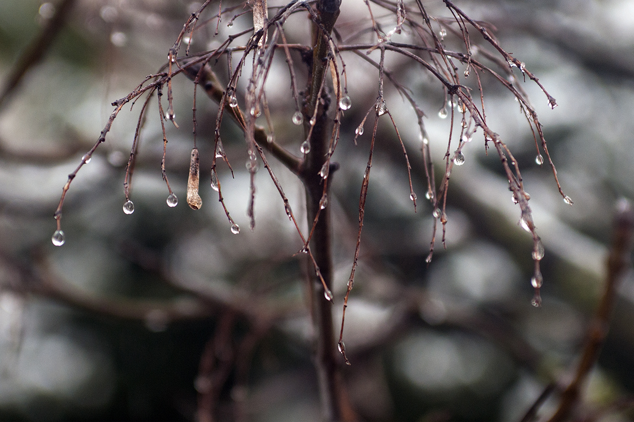 The real Christmas tree