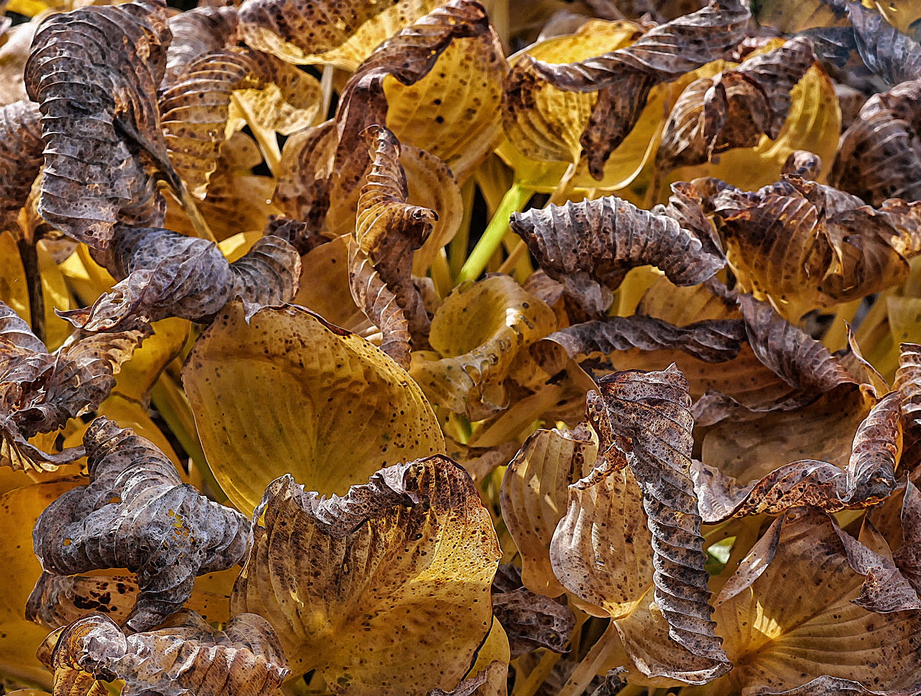 Autumn in the garden