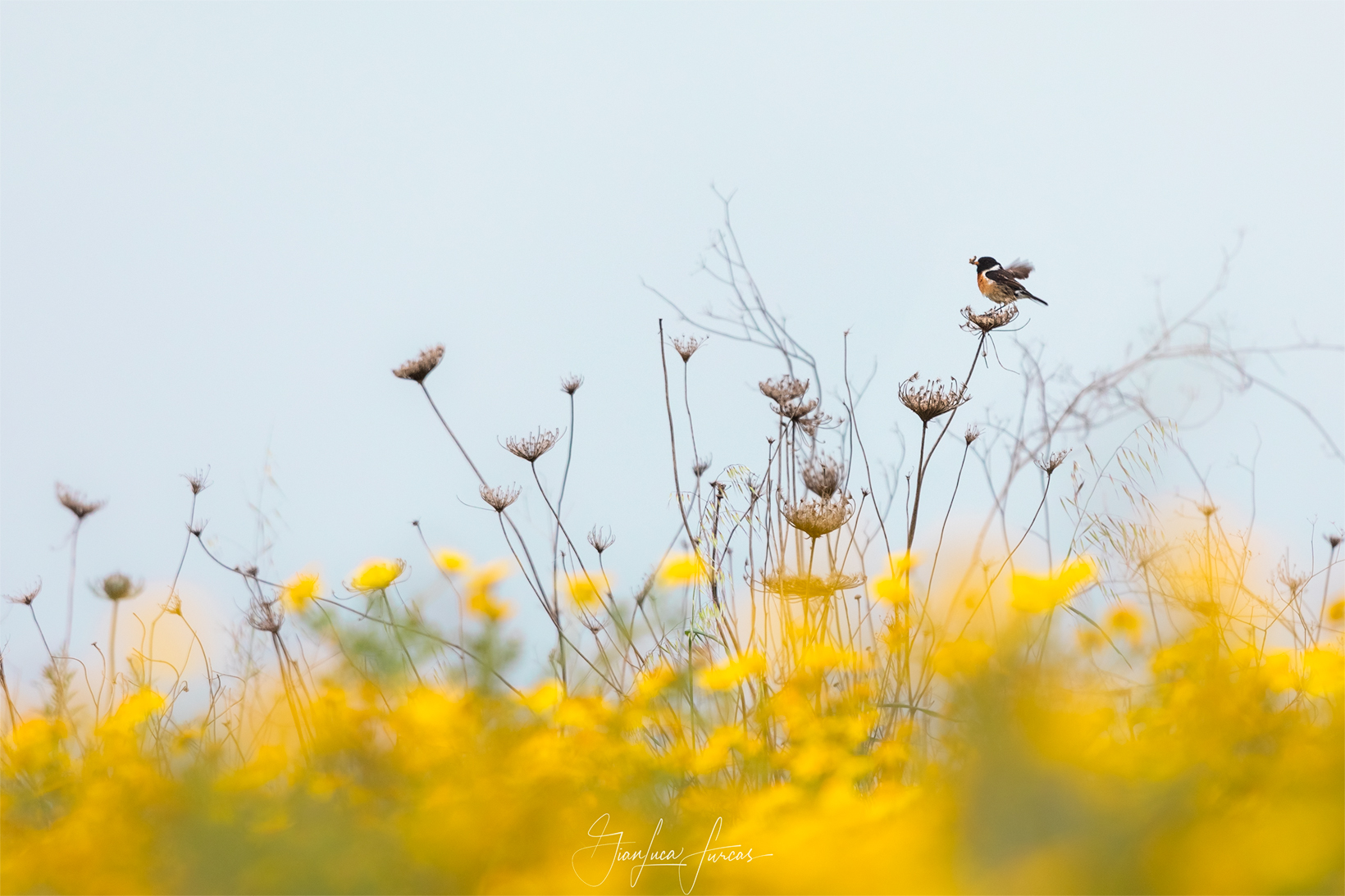 Saltimpalo con preda