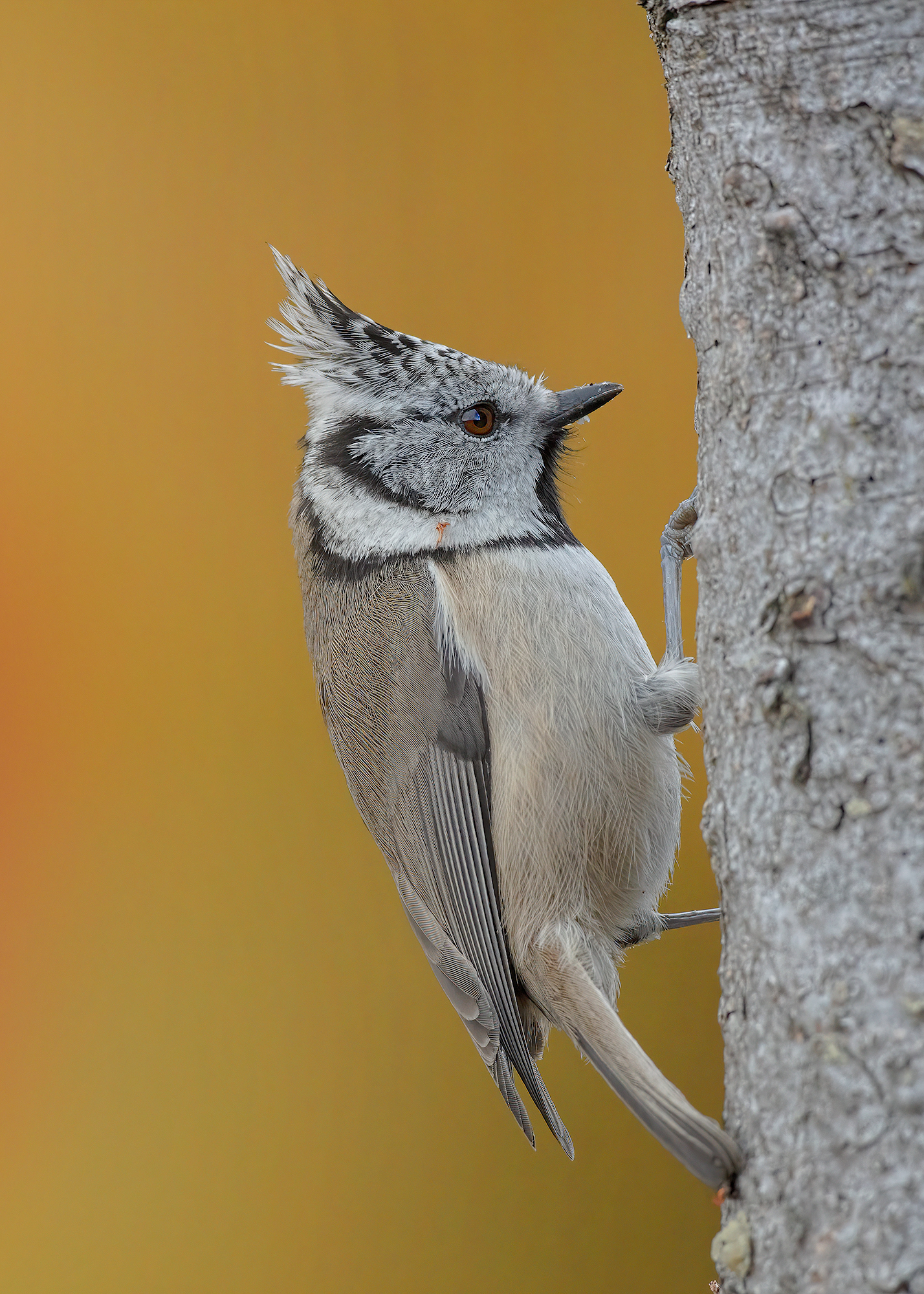 Cincia dal ciuffo su sfondo di betulle