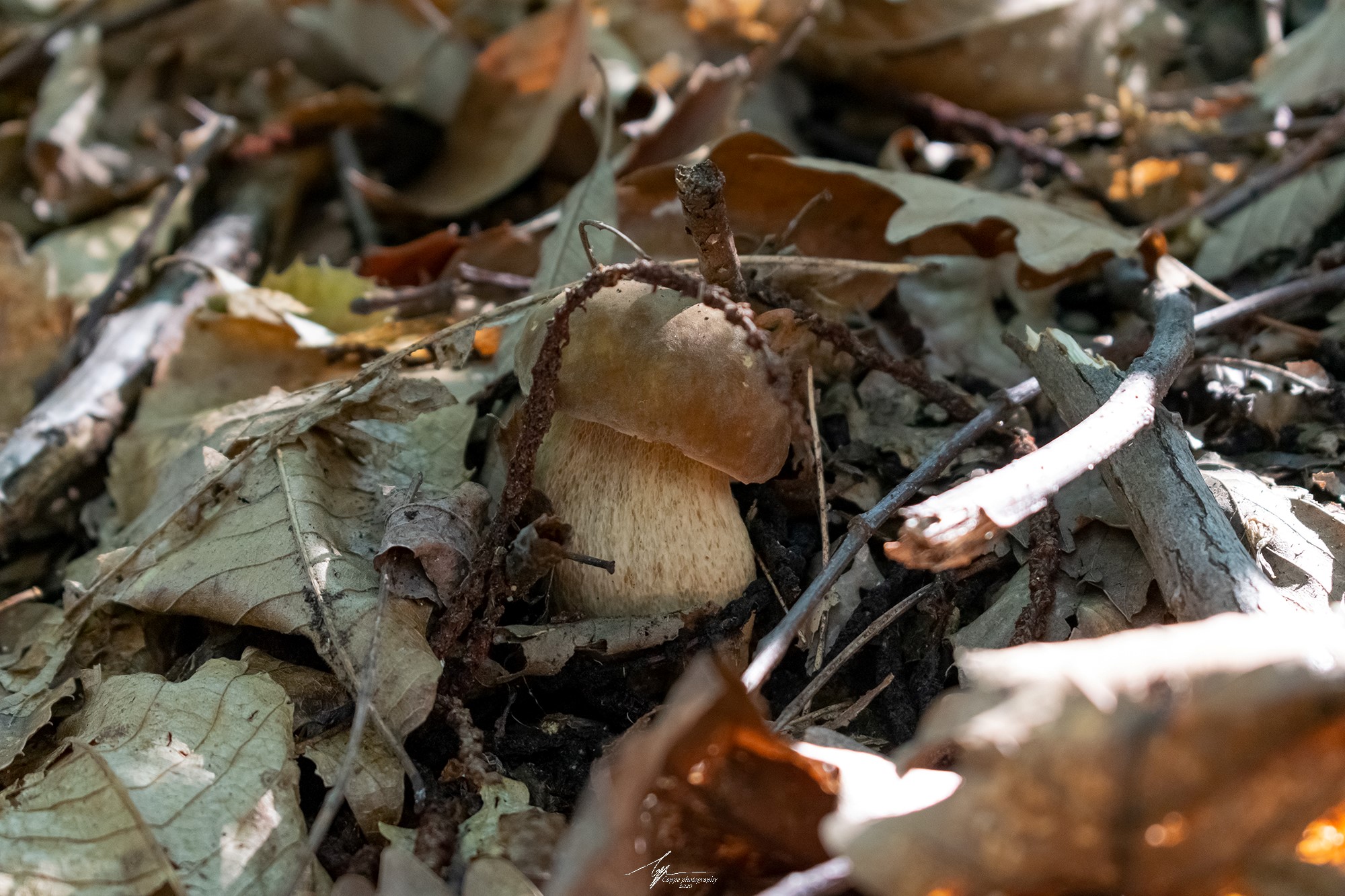 Boletus Aestivalis (Fr.)