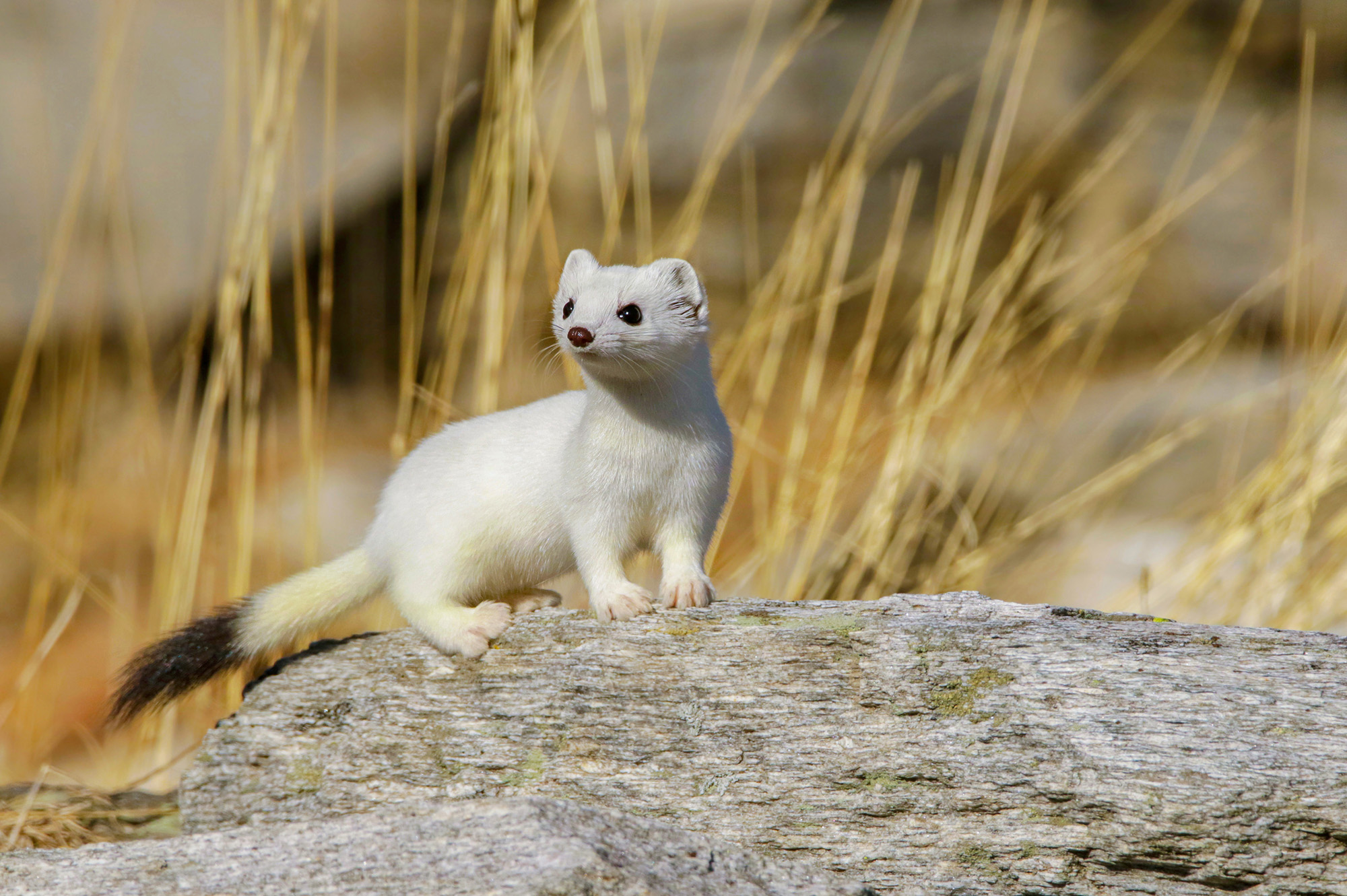 Ermellino autunno inverno