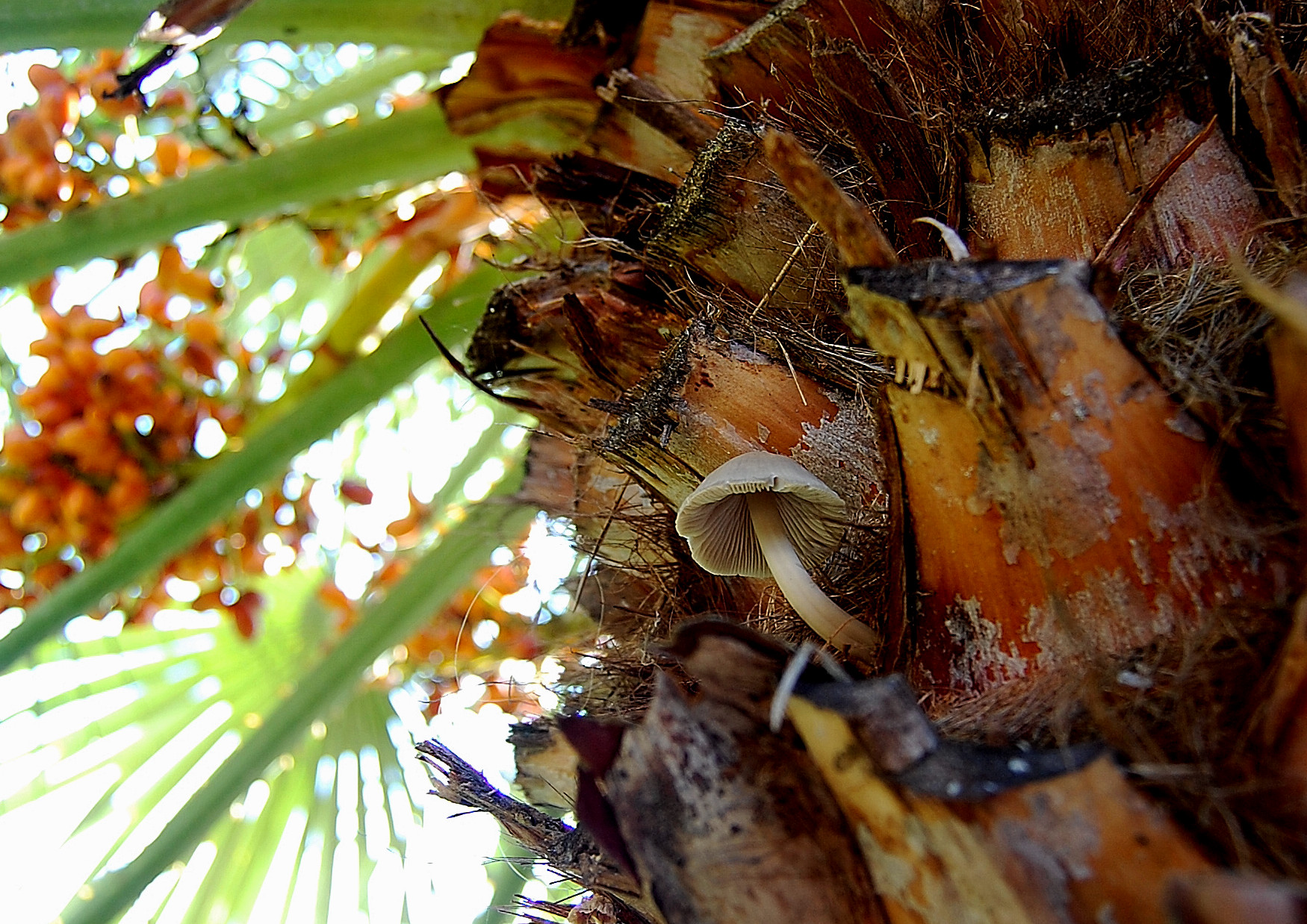 Mushroom palm