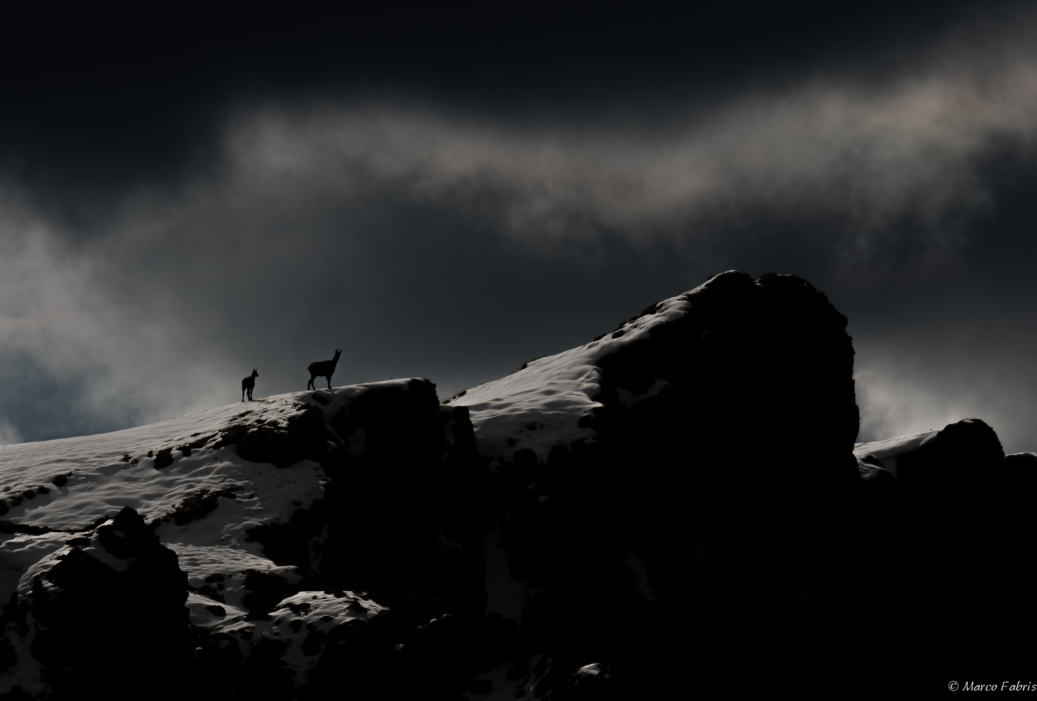 Guardians of the Dolomites...