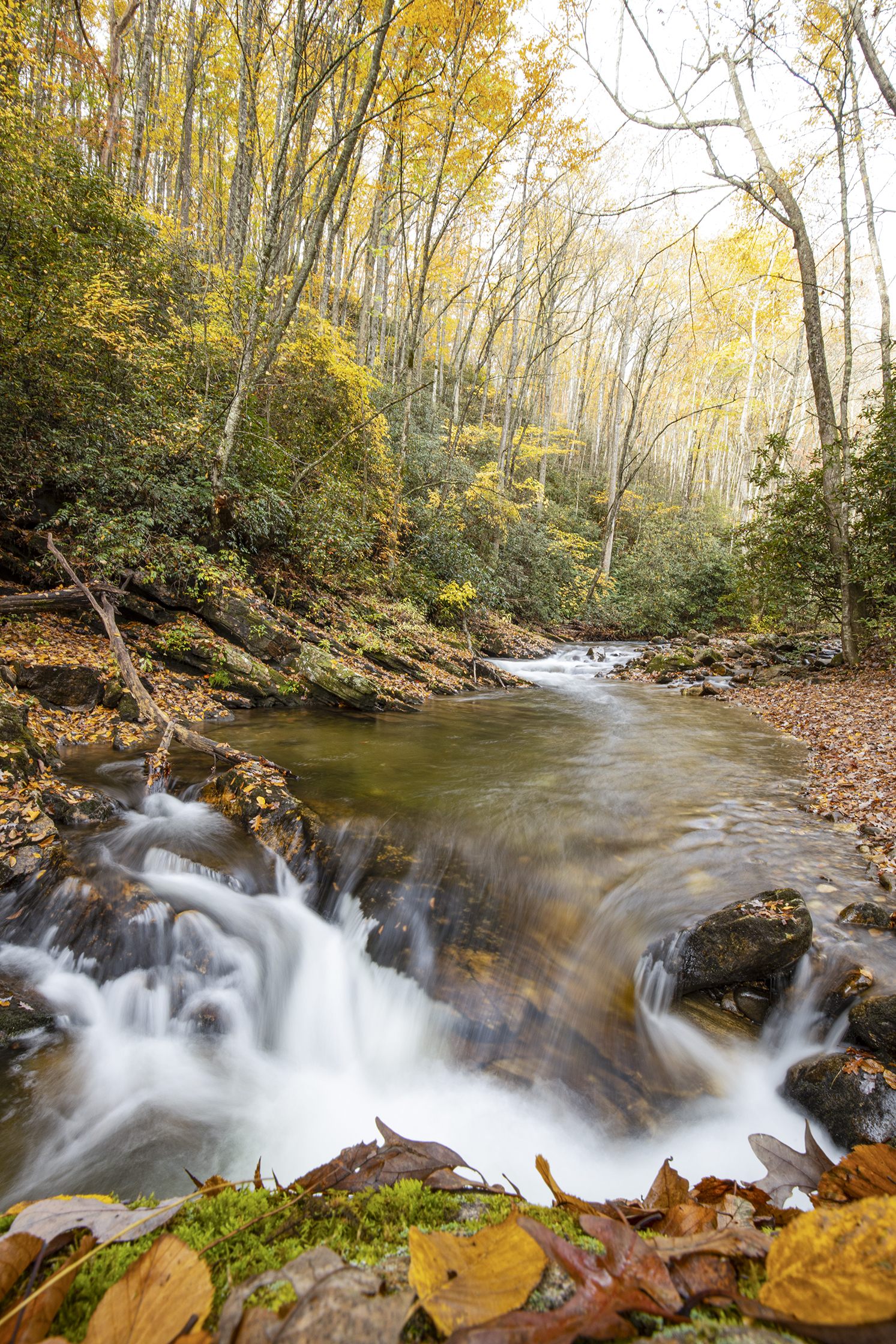 Pisgah National Forest