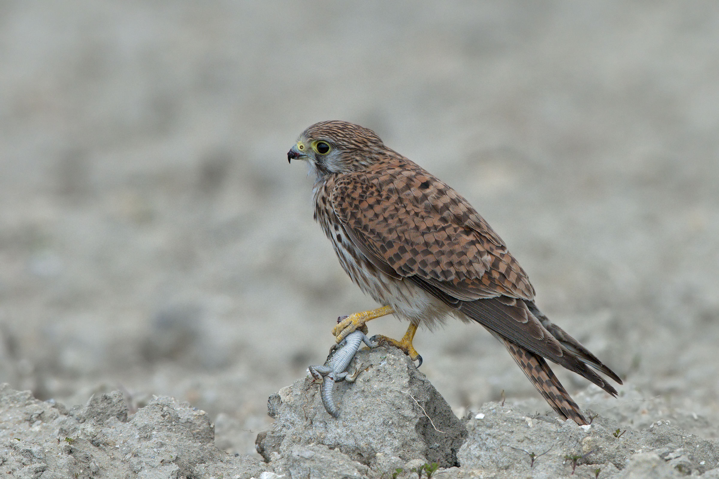 gheppio in predazione (Podarcis sicula cettii)