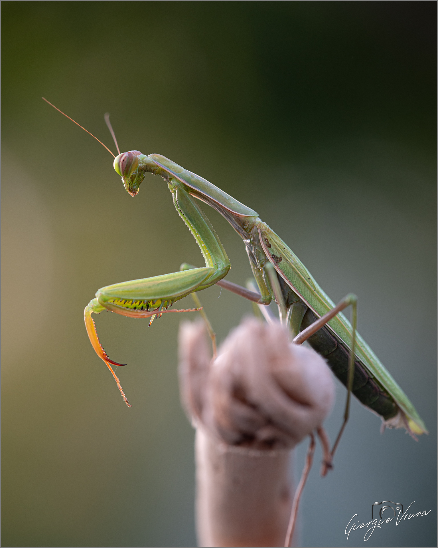 Mantide al tramonto..