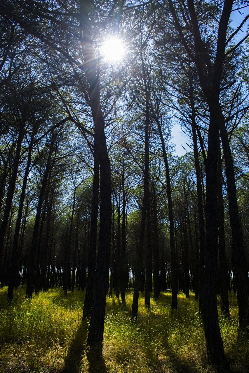 Il bosco....incantato...