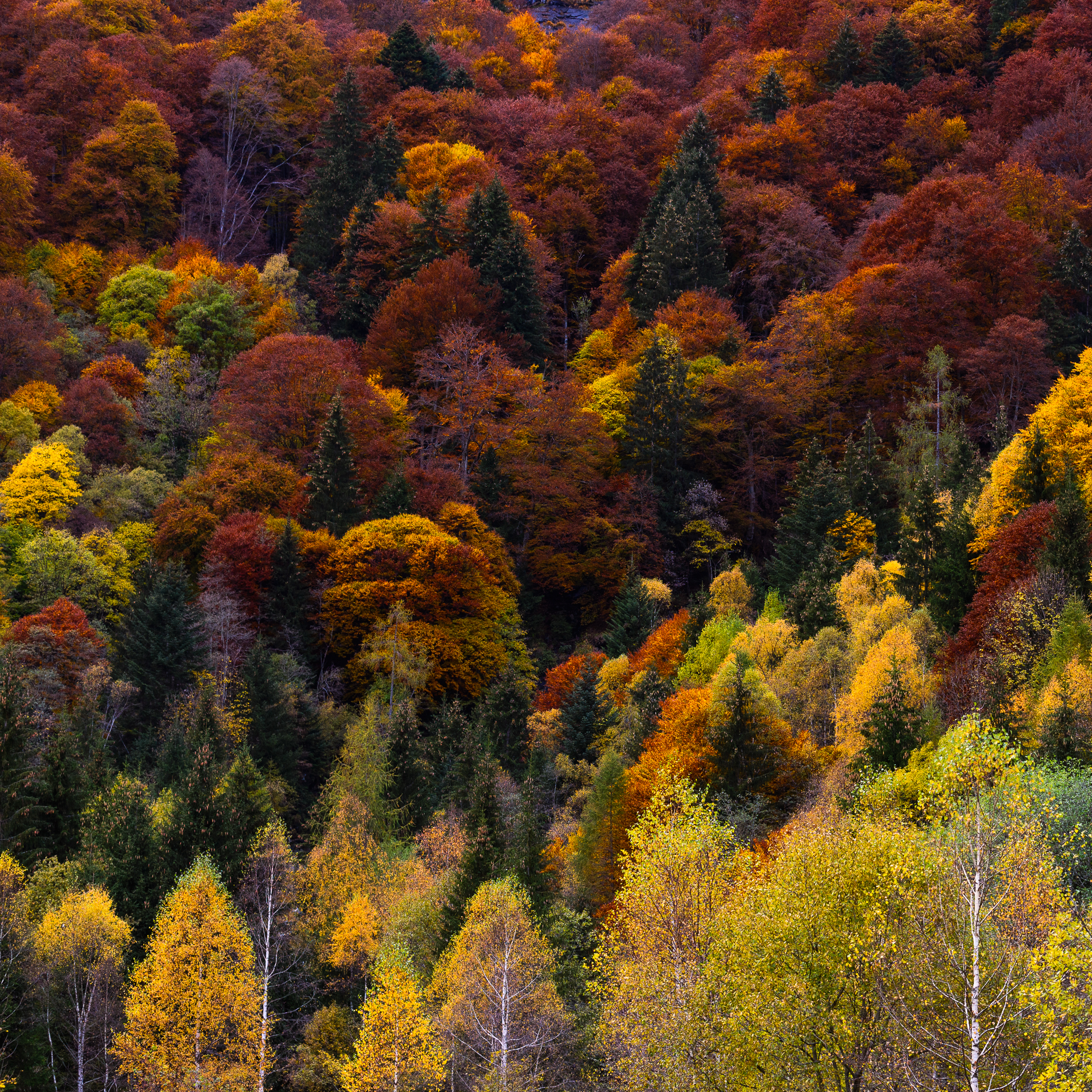 Bagni di Masino - autunno
