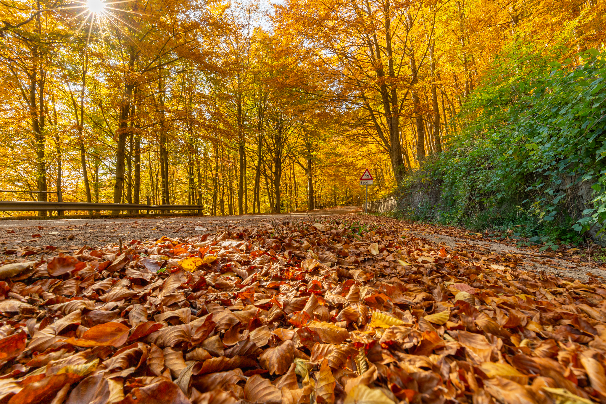 That road in the woods ....